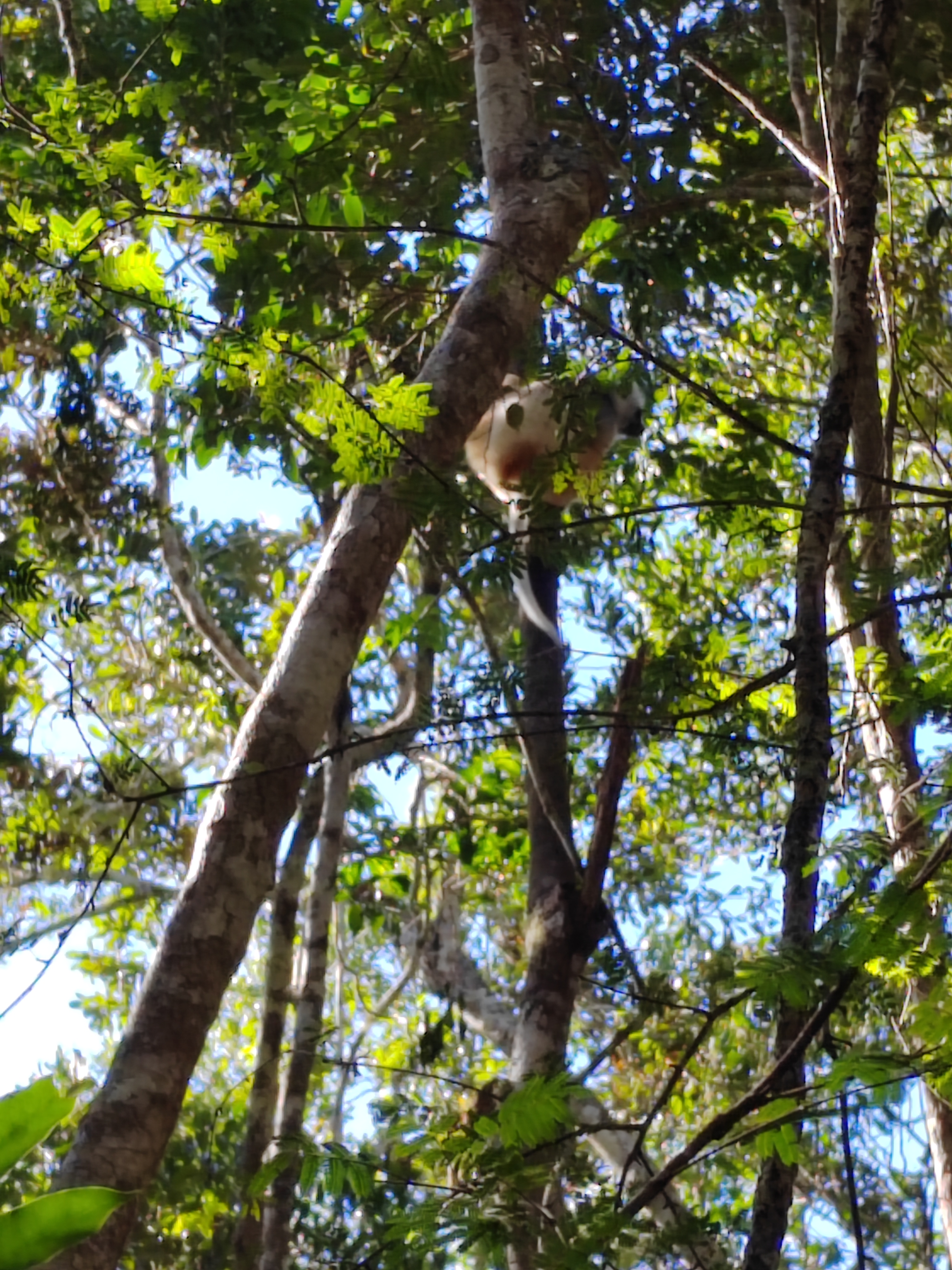 Мадагаскар: приключения на зелёном острове! Внутренние рейсы включены! (85/333)