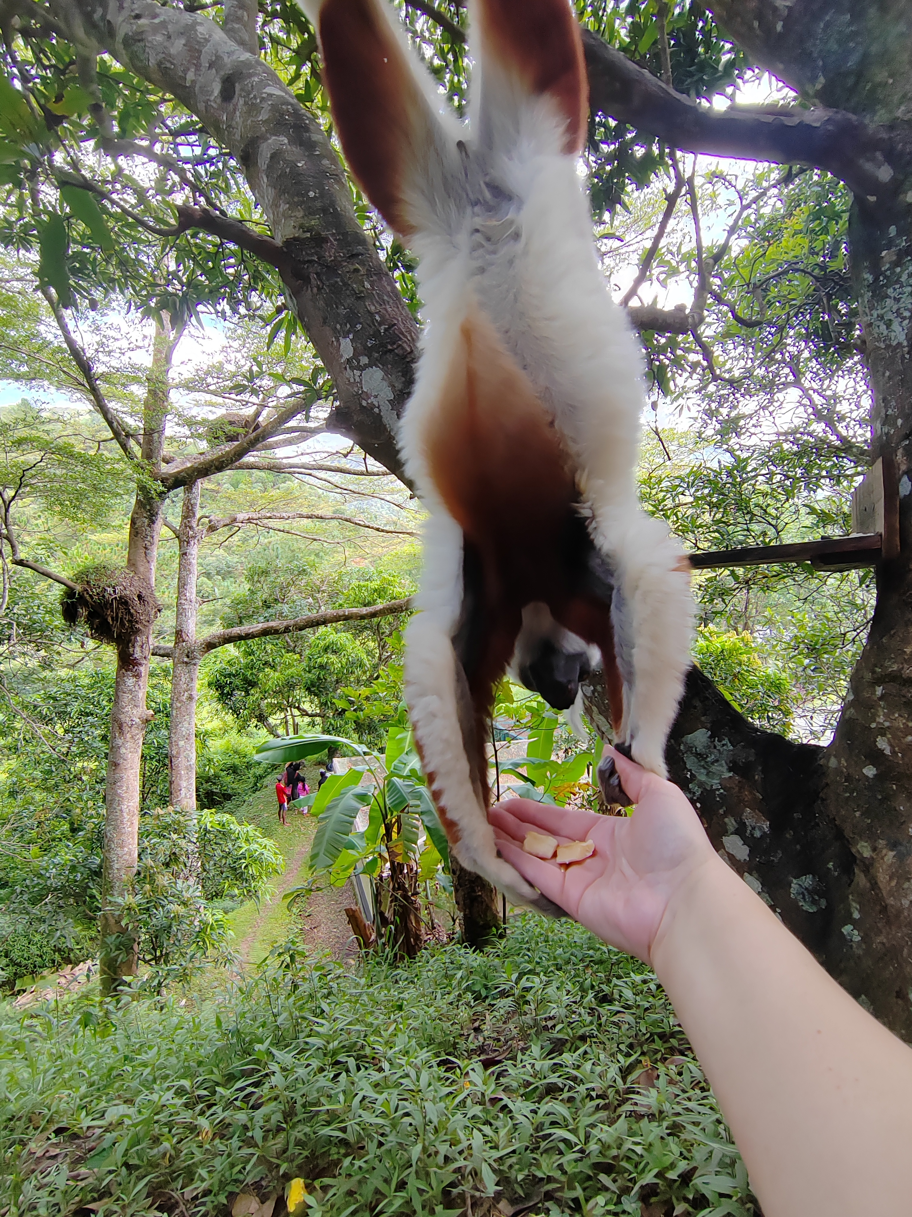 Мадагаскар: приключения на зелёном острове! Внутренние рейсы включены! (29/333)