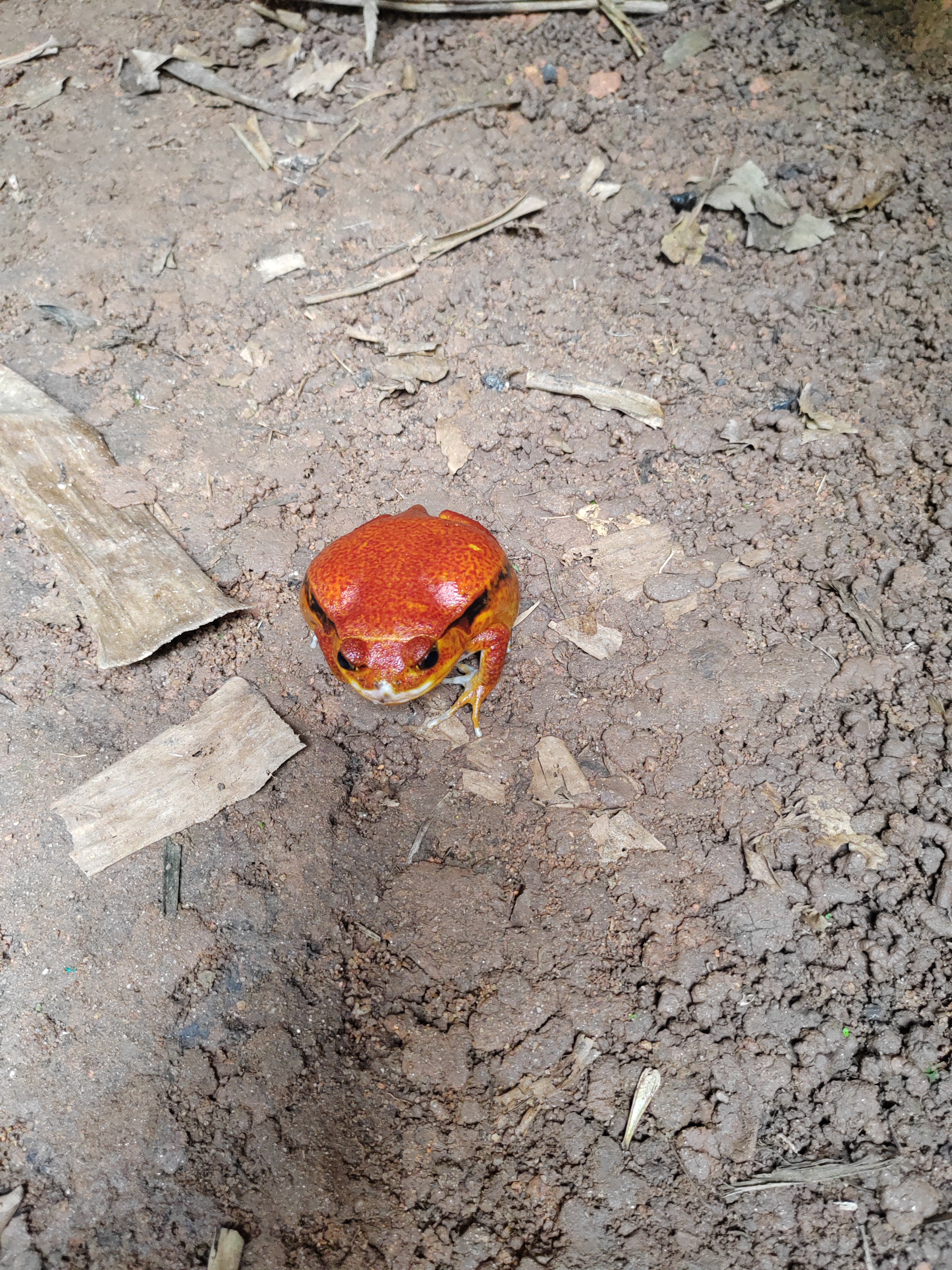 Мадагаскар: приключения на зелёном острове! Внутренние рейсы включены! (51/333)