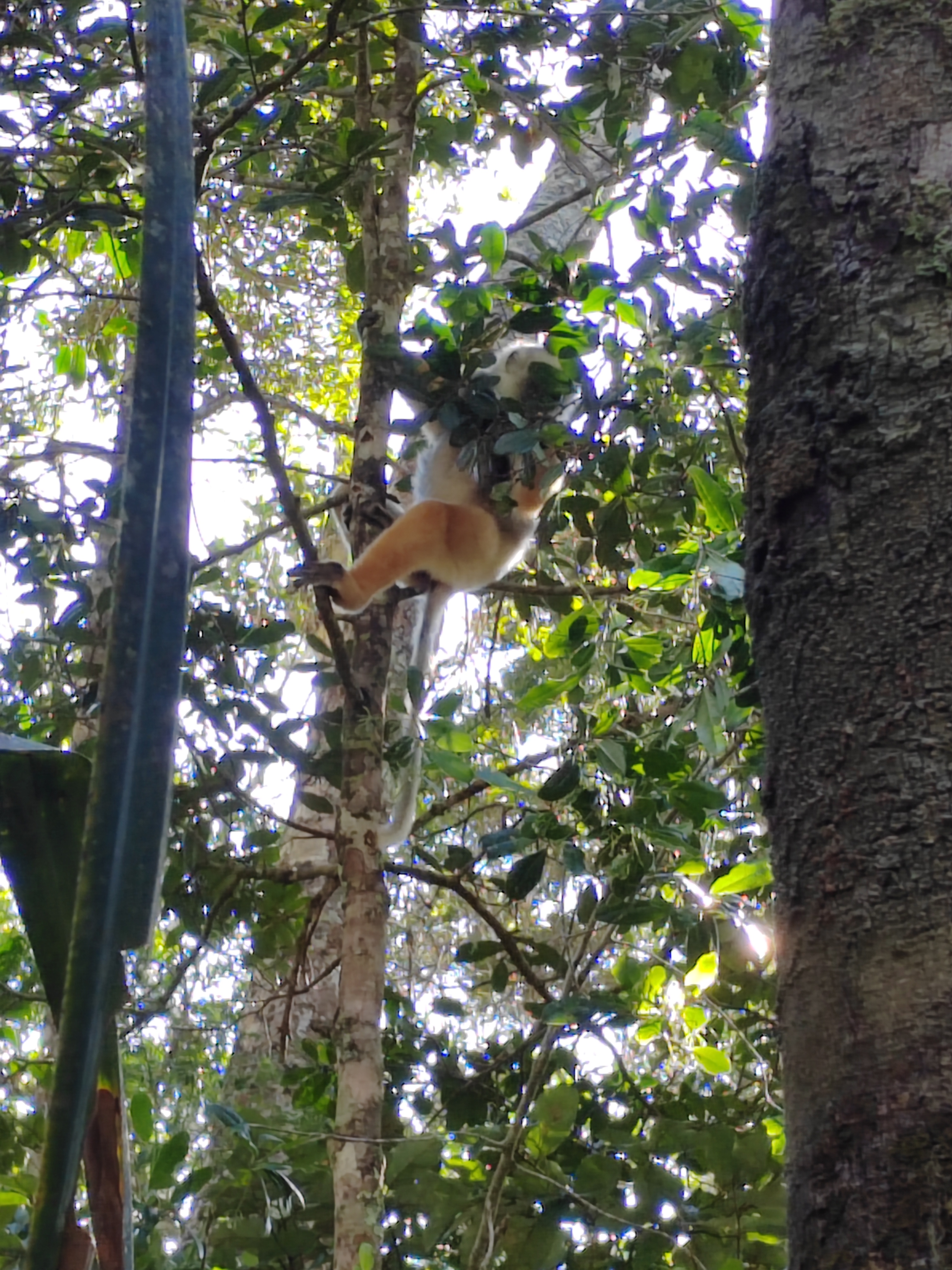 Мадагаскар: приключения на зелёном острове! Внутренние рейсы включены! (89/333)