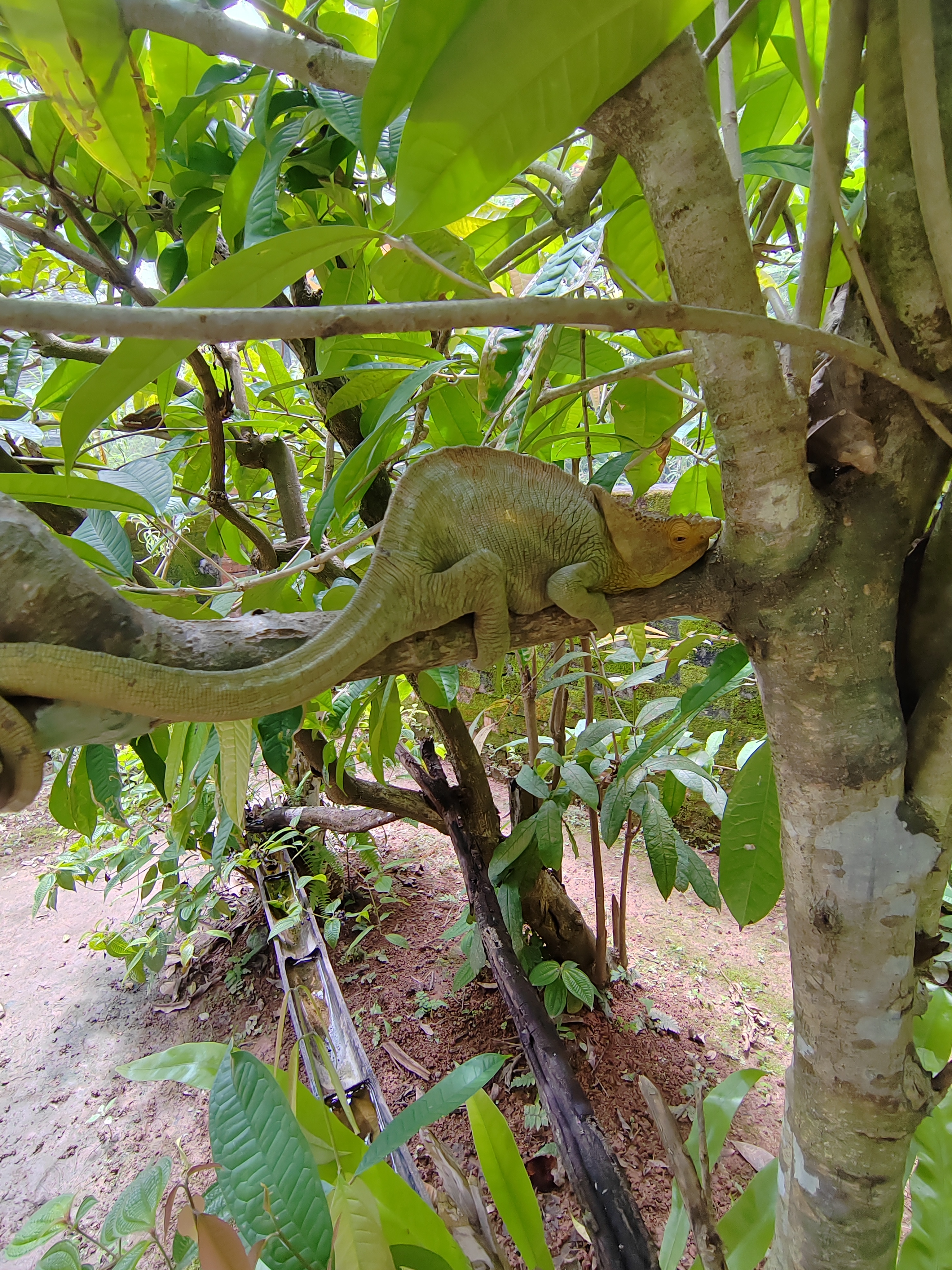 Мадагаскар: приключения на зелёном острове! Внутренние рейсы включены! (30/333)