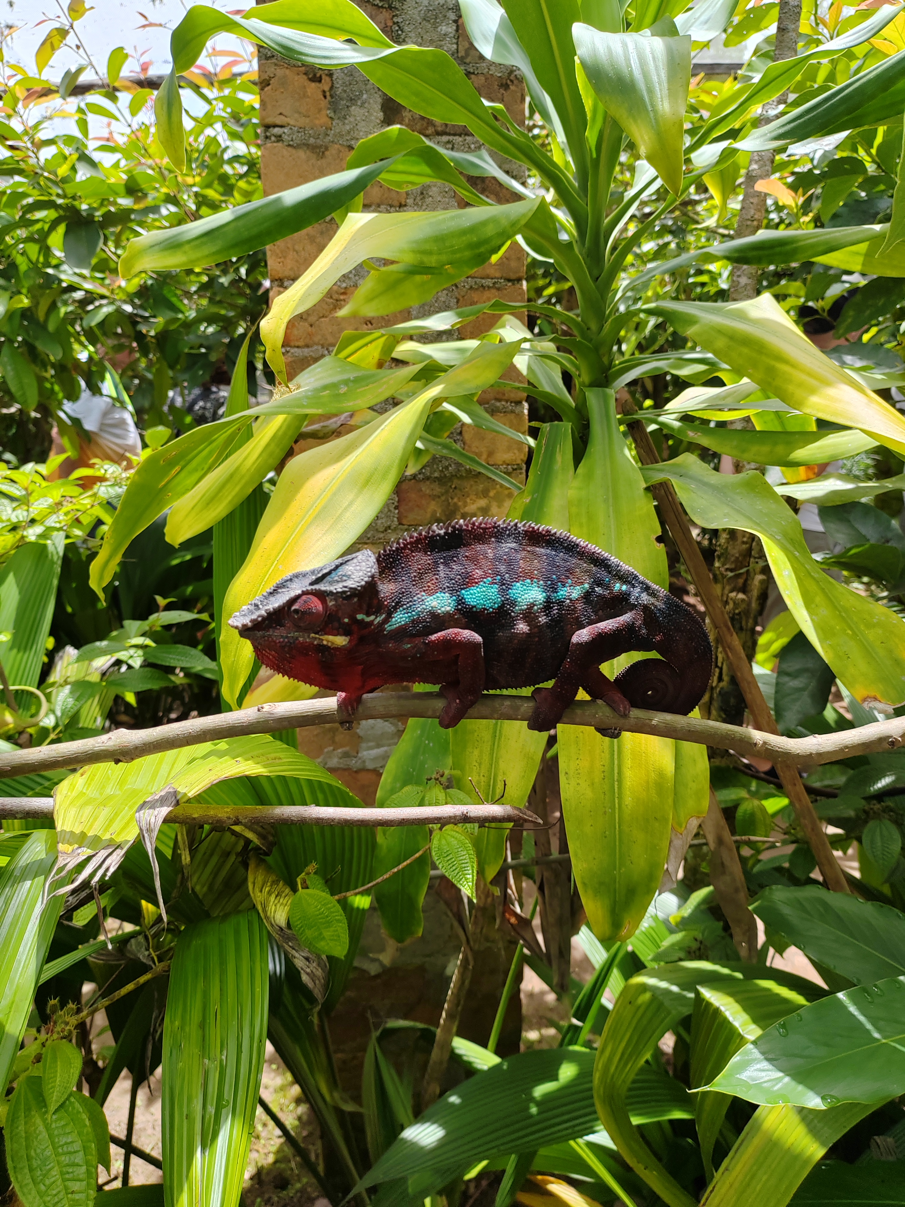 Мадагаскар: приключения на зелёном острове! Внутренние рейсы включены! (56/333)