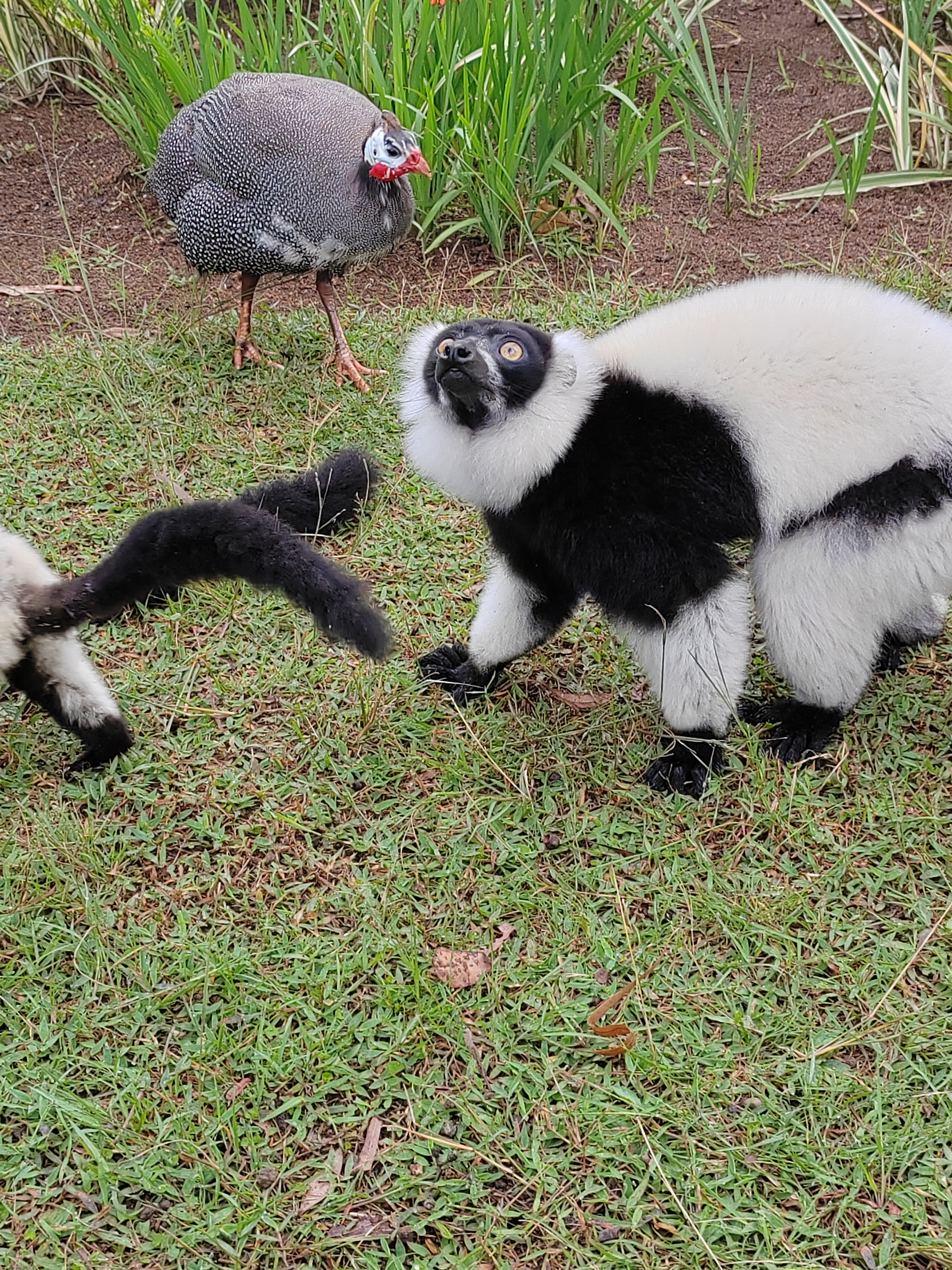 Мадагаскар: приключения на зелёном острове! Внутренние рейсы включены! (4/333)