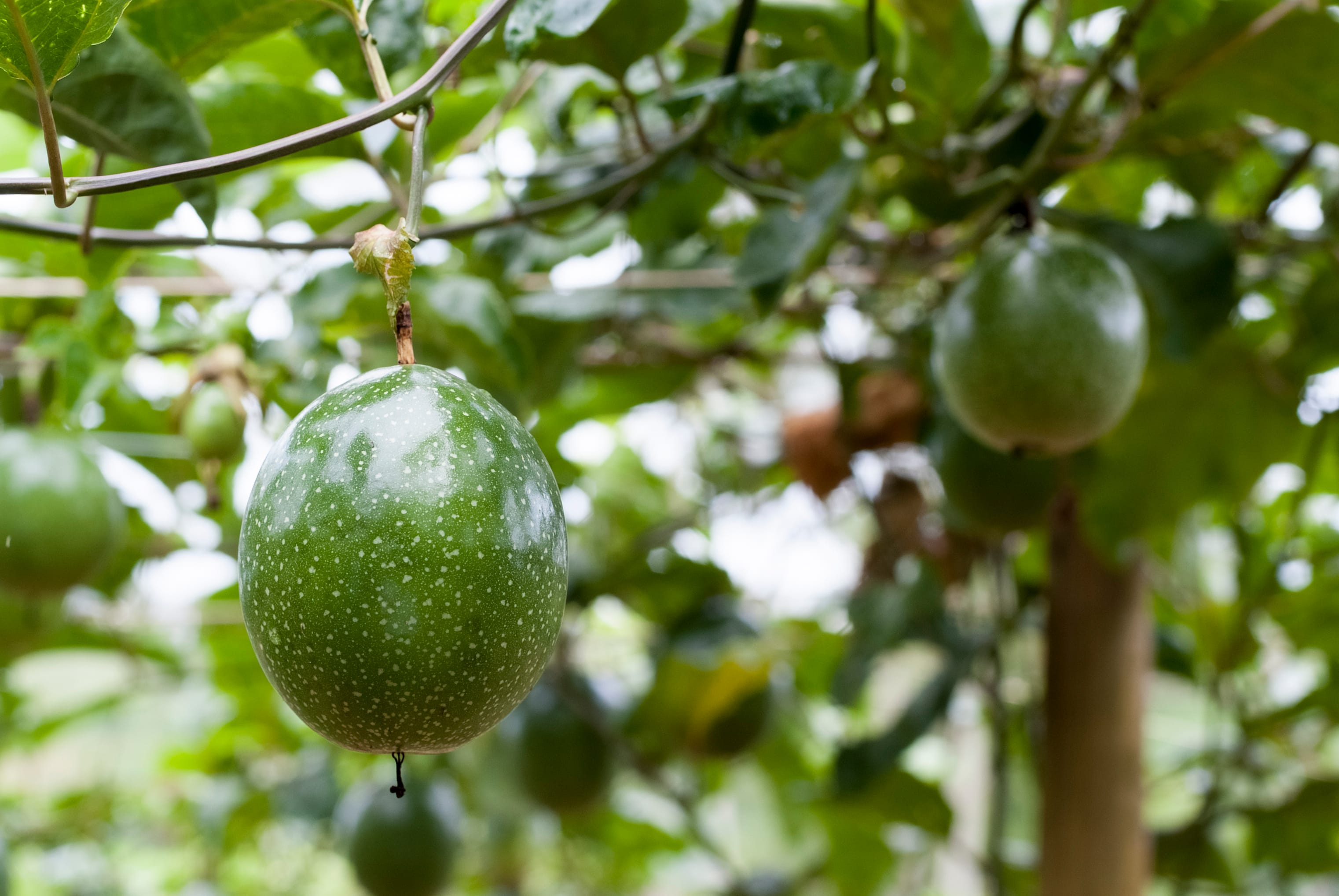 8 дней на райском острове для пар, семей и компании лучших друзей! Все включено! (10/42)