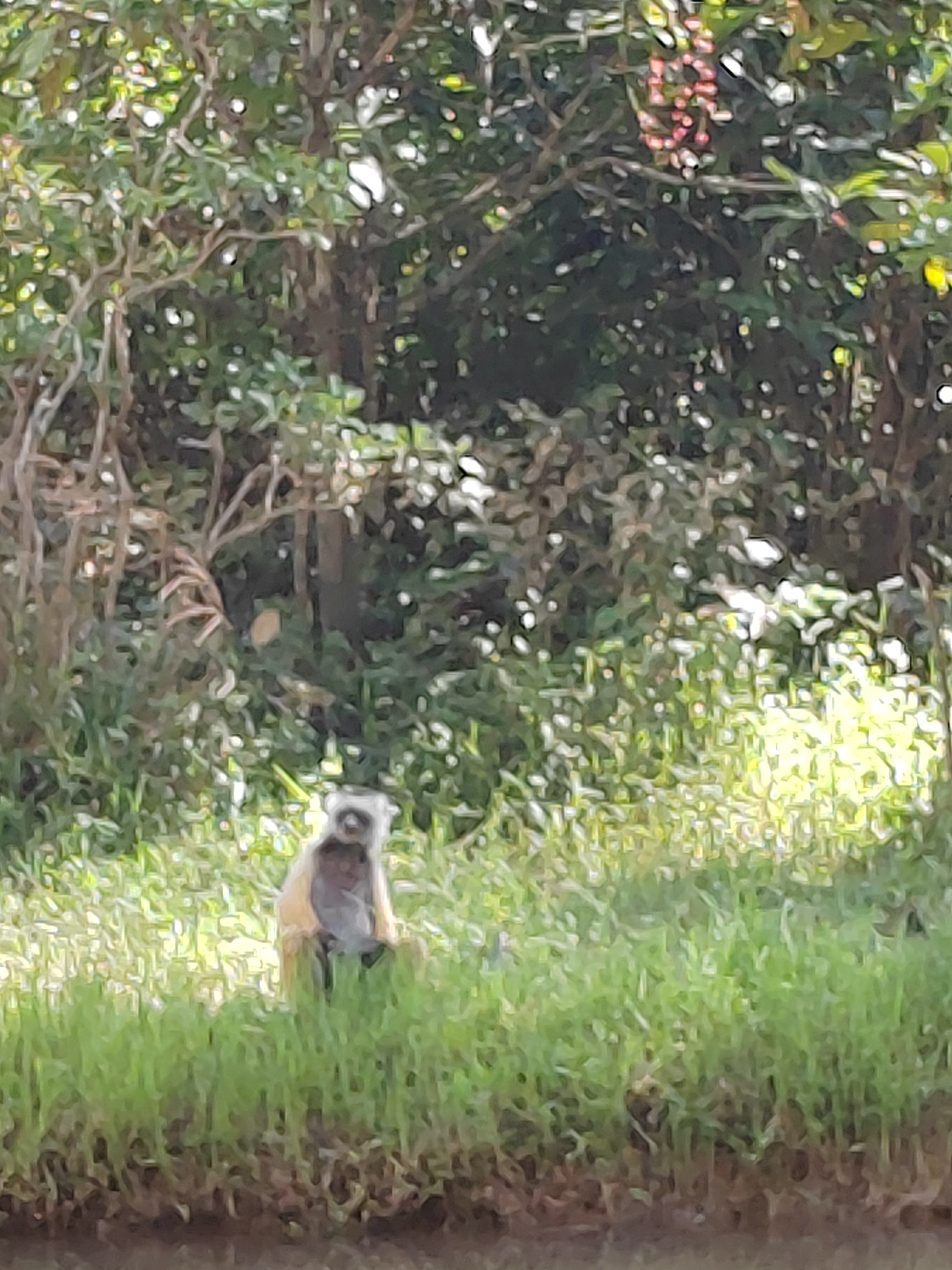 Мадагаскар: приключения на зелёном острове! Внутренние рейсы включены! (67/333)
