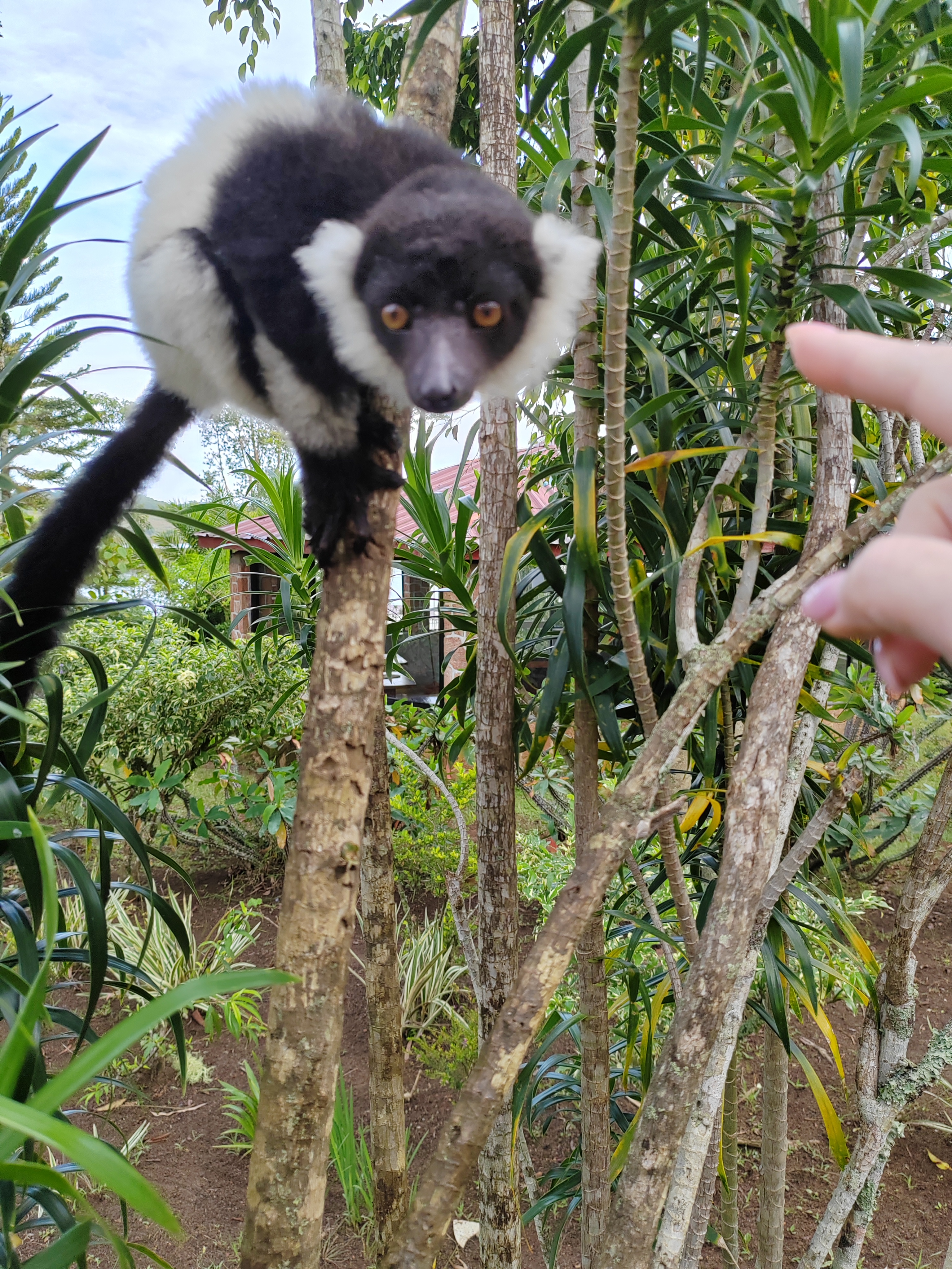 Мадагаскар: приключения на зелёном острове! Внутренние рейсы включены! (14/333)