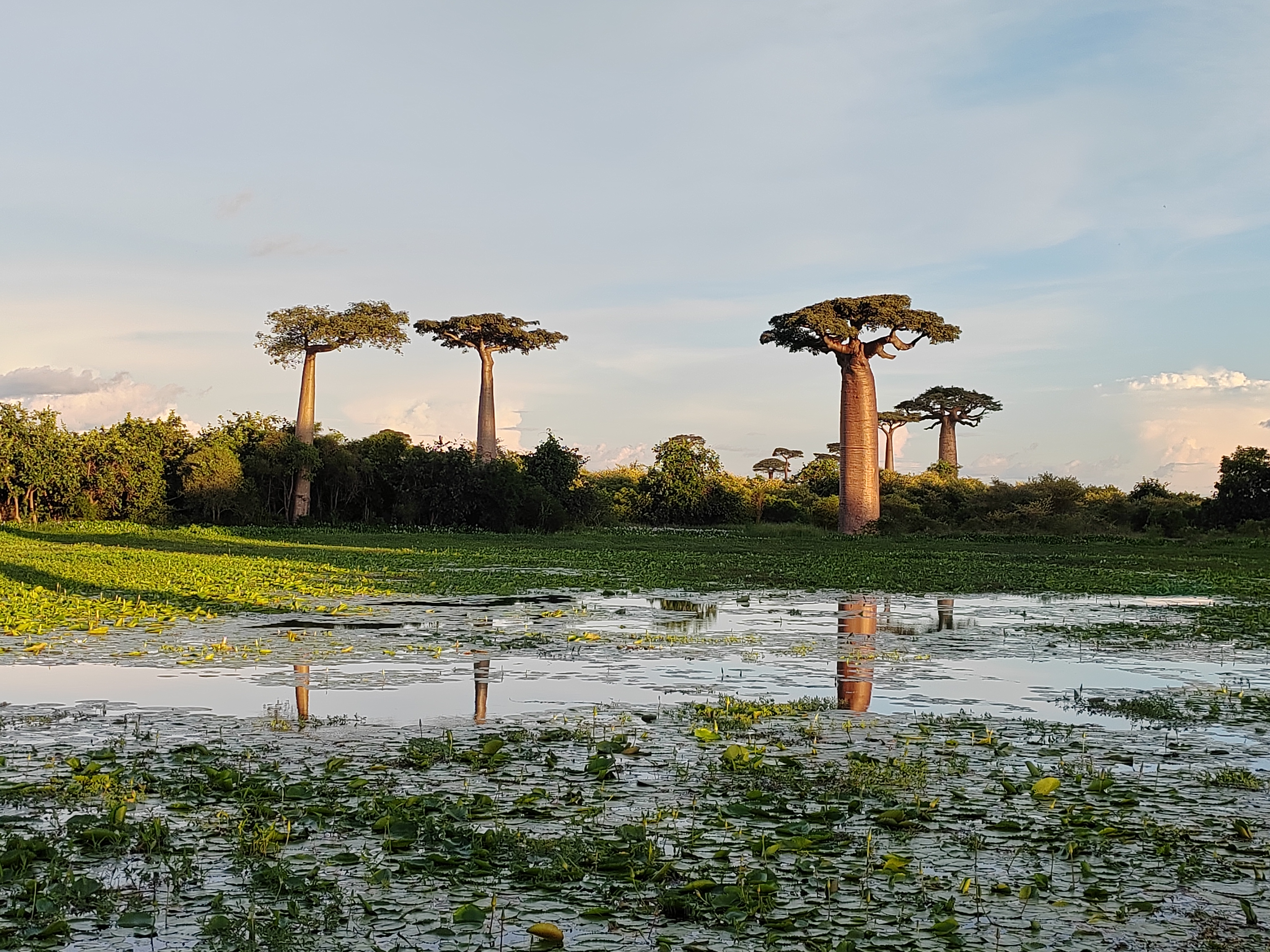 Мадагаскар: приключения на зелёном острове! Внутренние рейсы включены! (186/333)