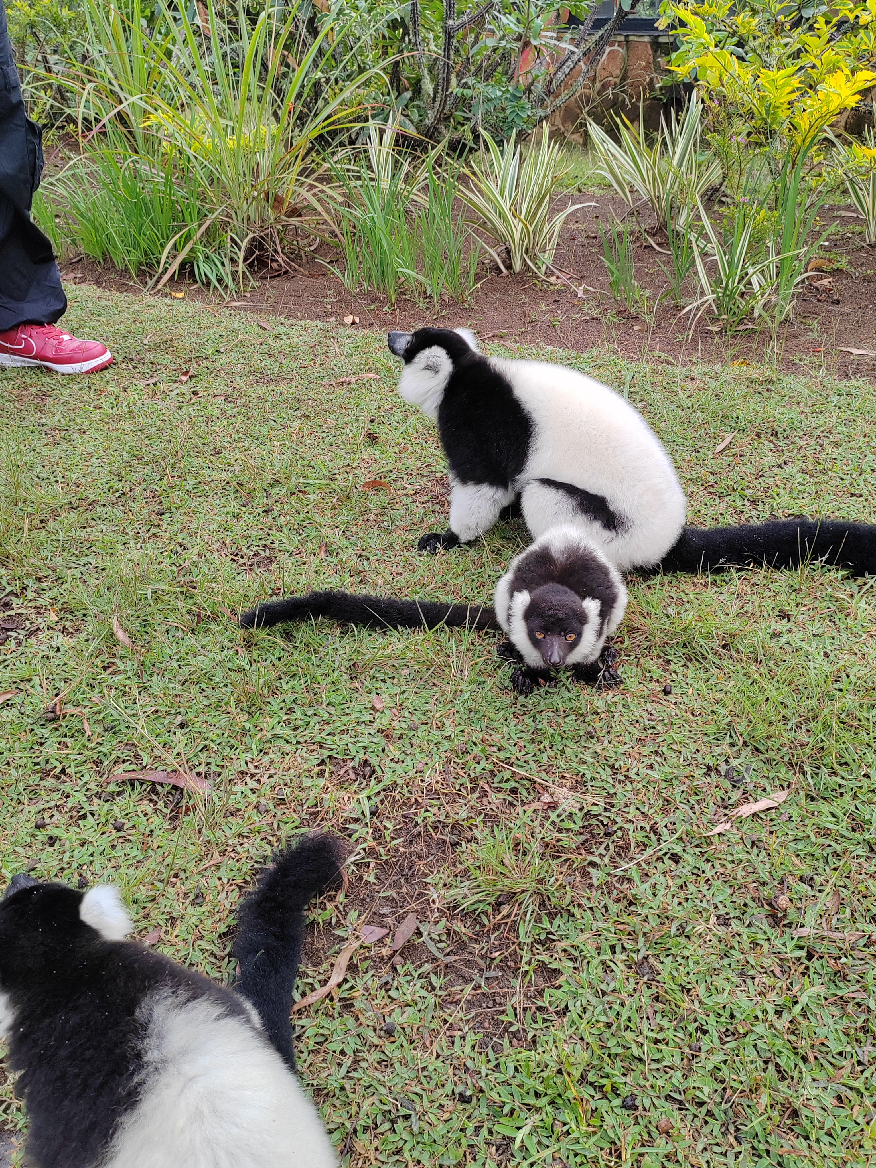 Мадагаскар: приключения на зелёном острове! Внутренние рейсы включены! (6/333)
