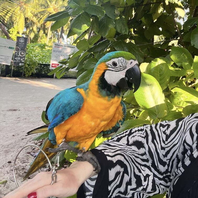 8 дней на райском острове для пар, семей и компании лучших друзей! Все включено! (25/42)