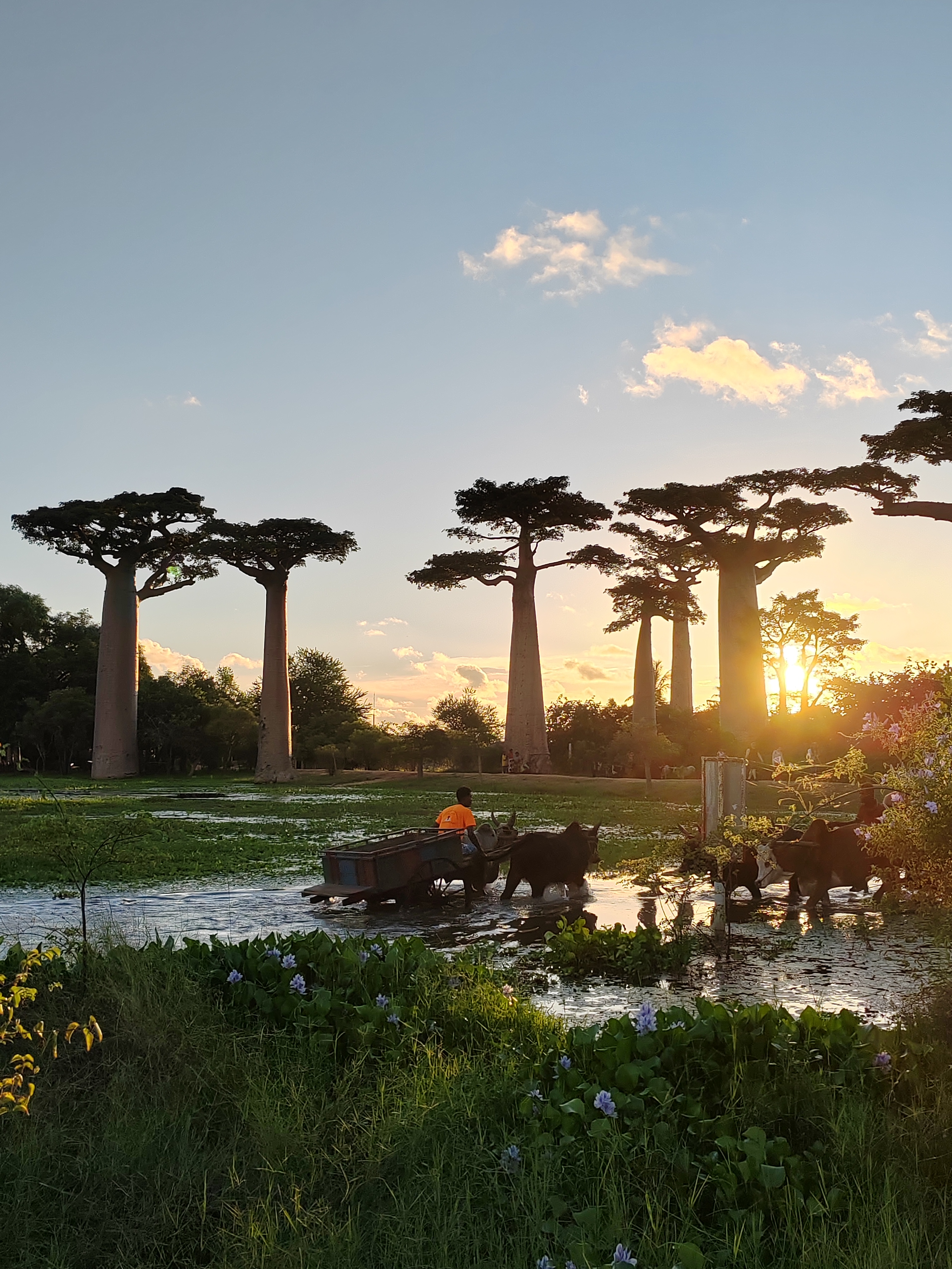 Мадагаскар: приключения на зелёном острове! Внутренние рейсы включены! (194/333)