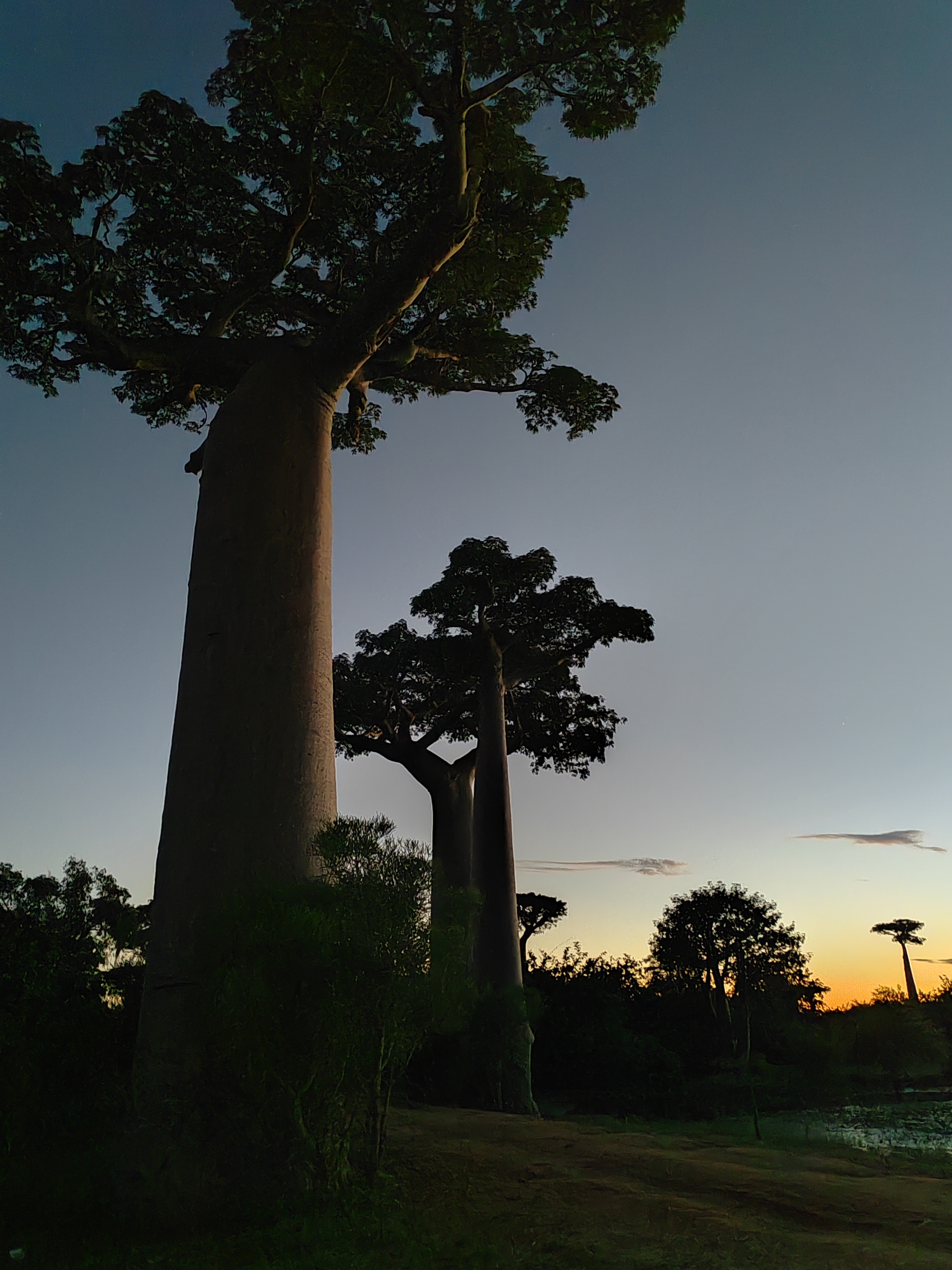 Мадагаскар: приключения на зелёном острове! Внутренние рейсы включены! (218/333)