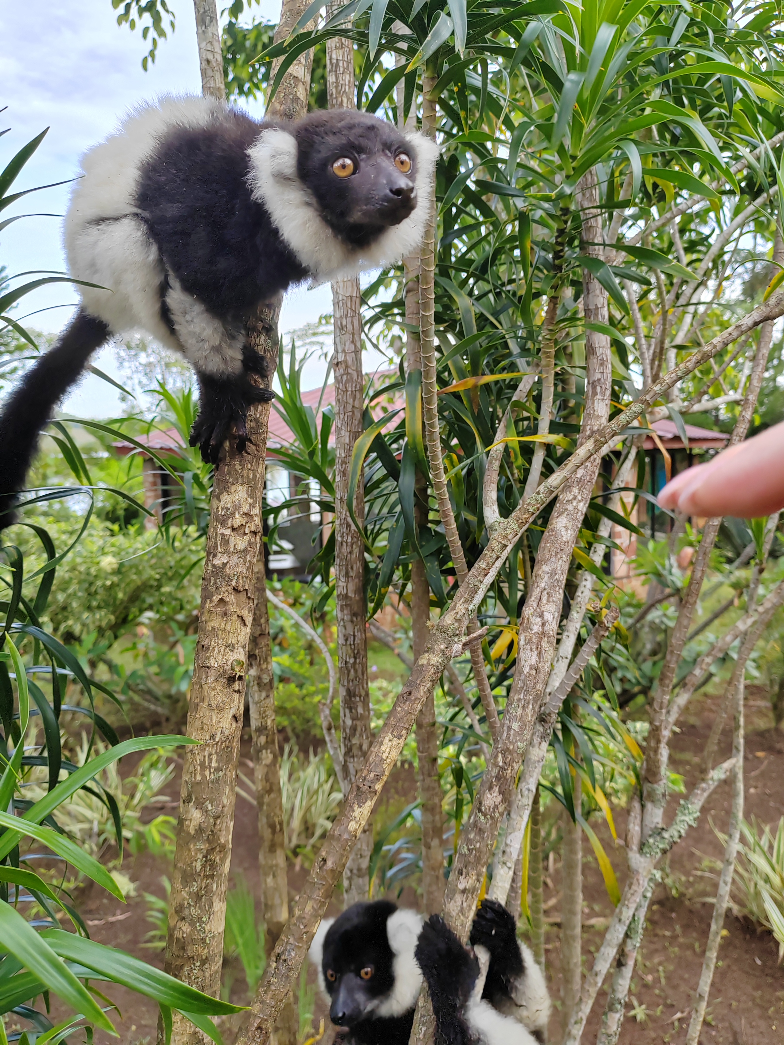 Мадагаскар: приключения на зелёном острове! Внутренние рейсы включены! (12/333)