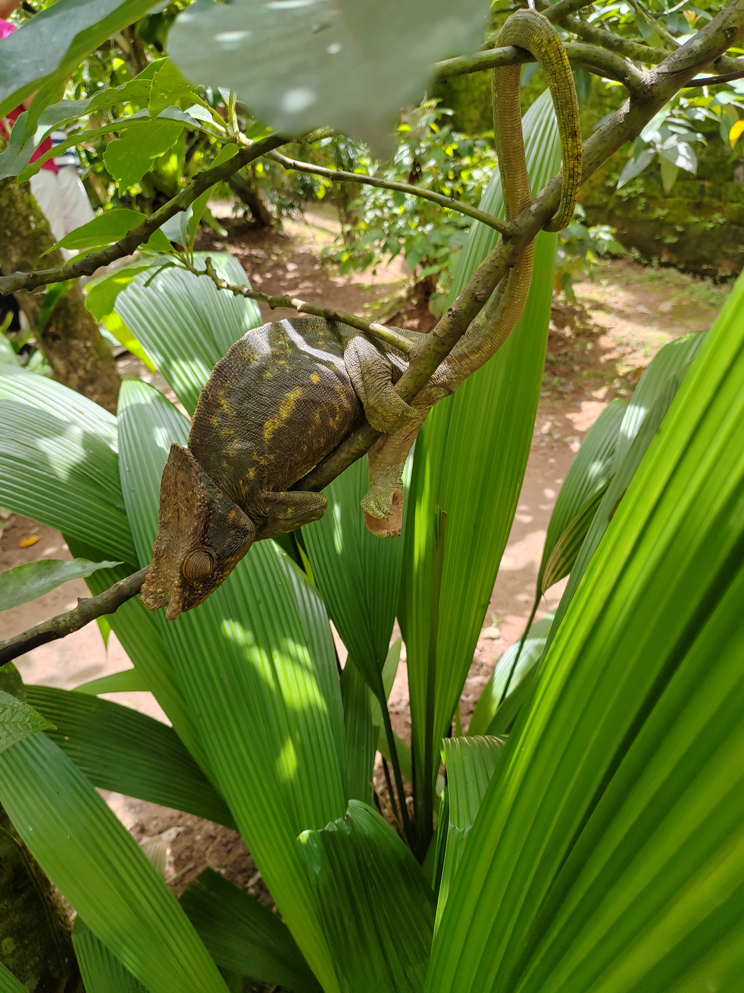 Мадагаскар: приключения на зелёном острове! Внутренние рейсы включены! (57/333)
