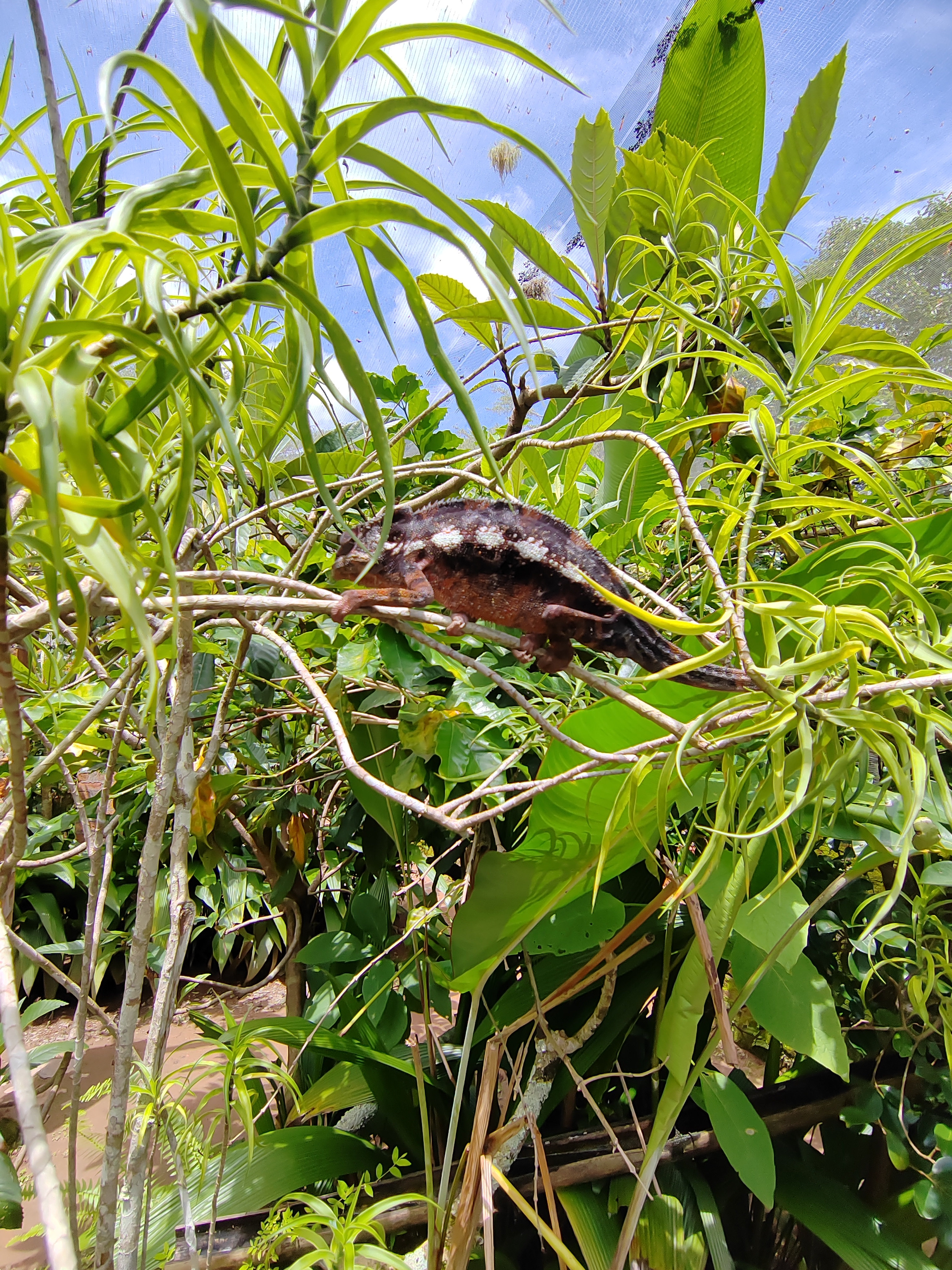 Мадагаскар: приключения на зелёном острове! Внутренние рейсы включены! (34/333)