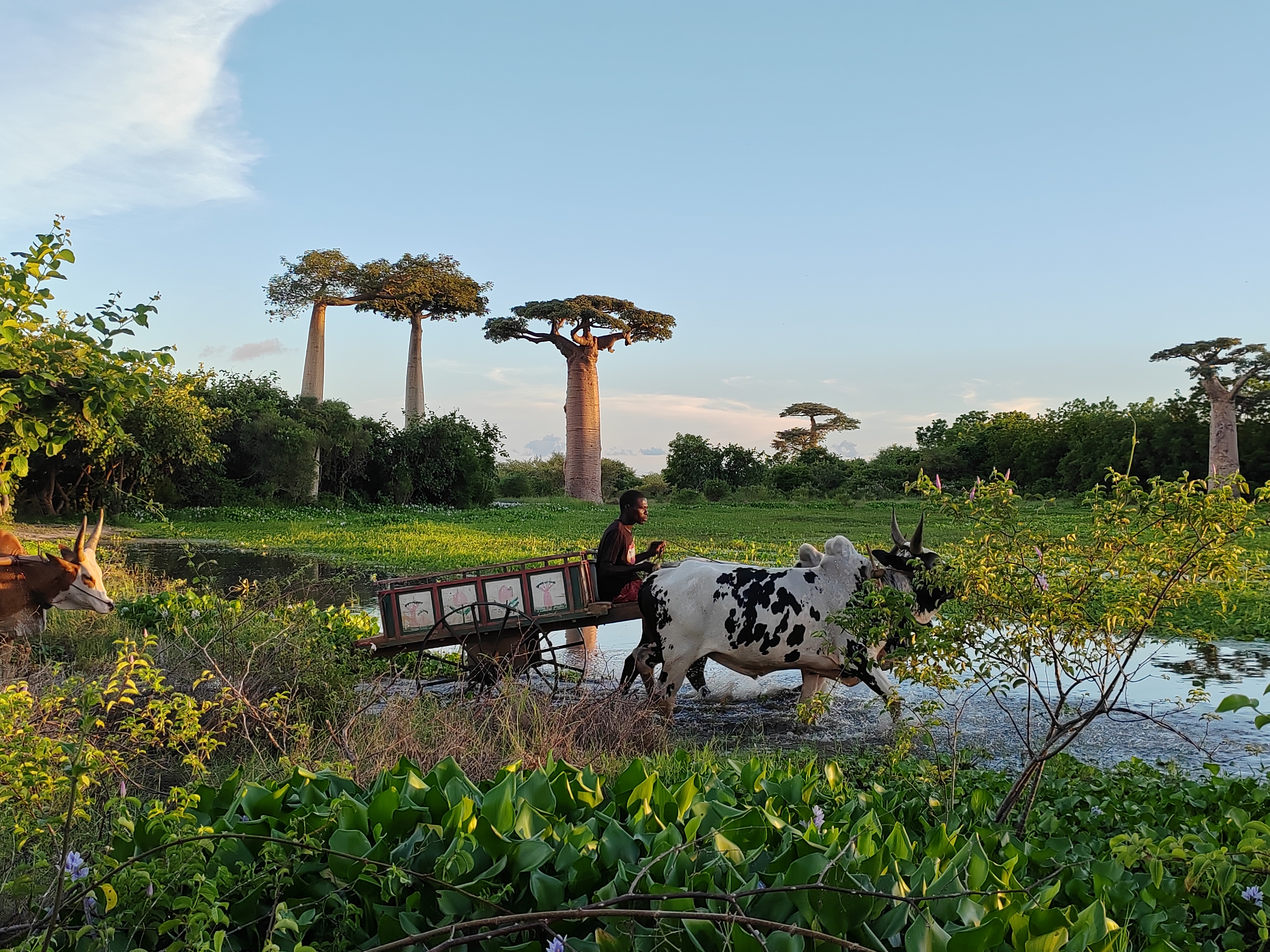 Мадагаскар: приключения на зелёном острове! Внутренние рейсы включены! (198/333)