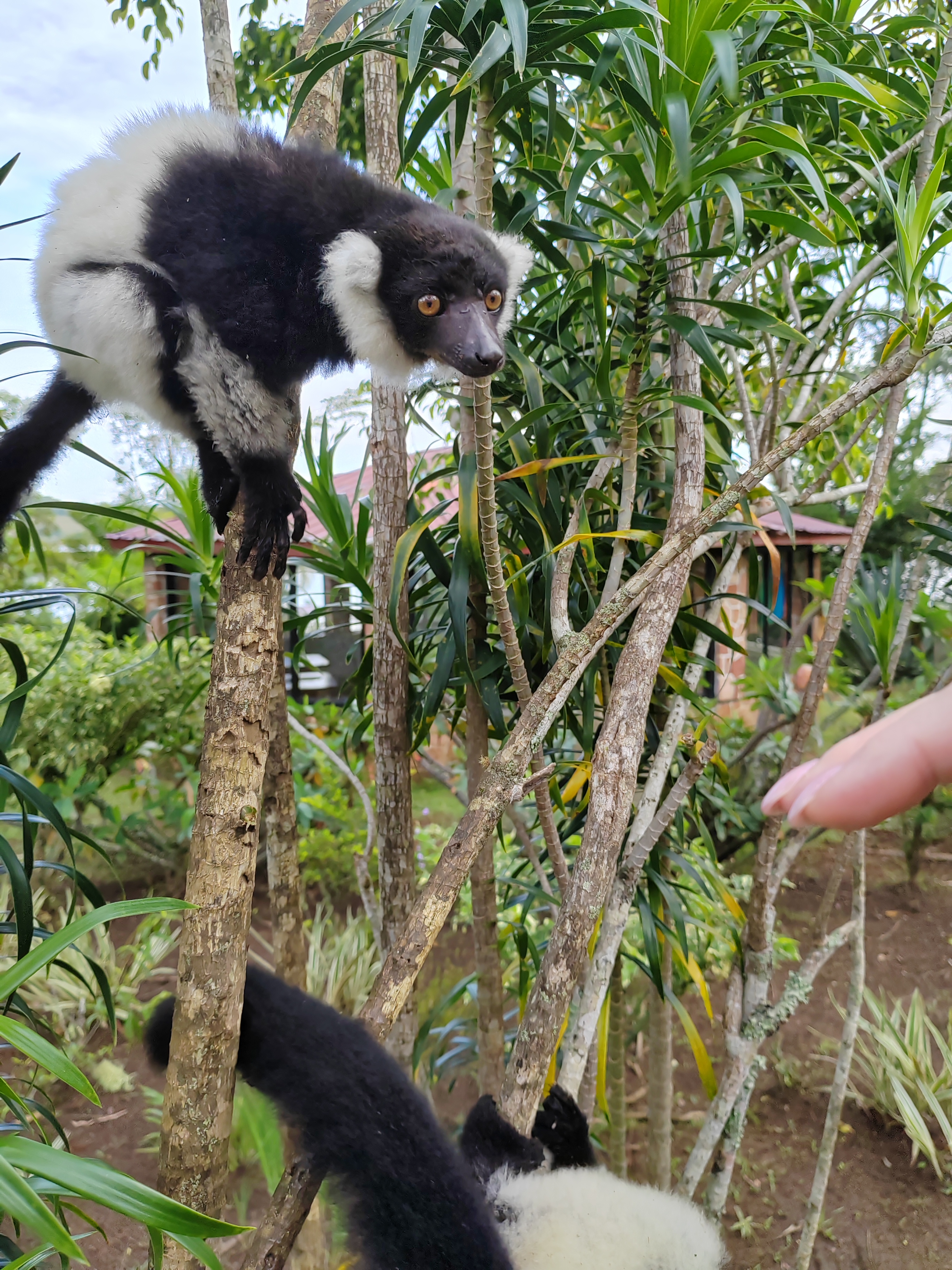 Мадагаскар: приключения на зелёном острове! Внутренние рейсы включены! (11/333)