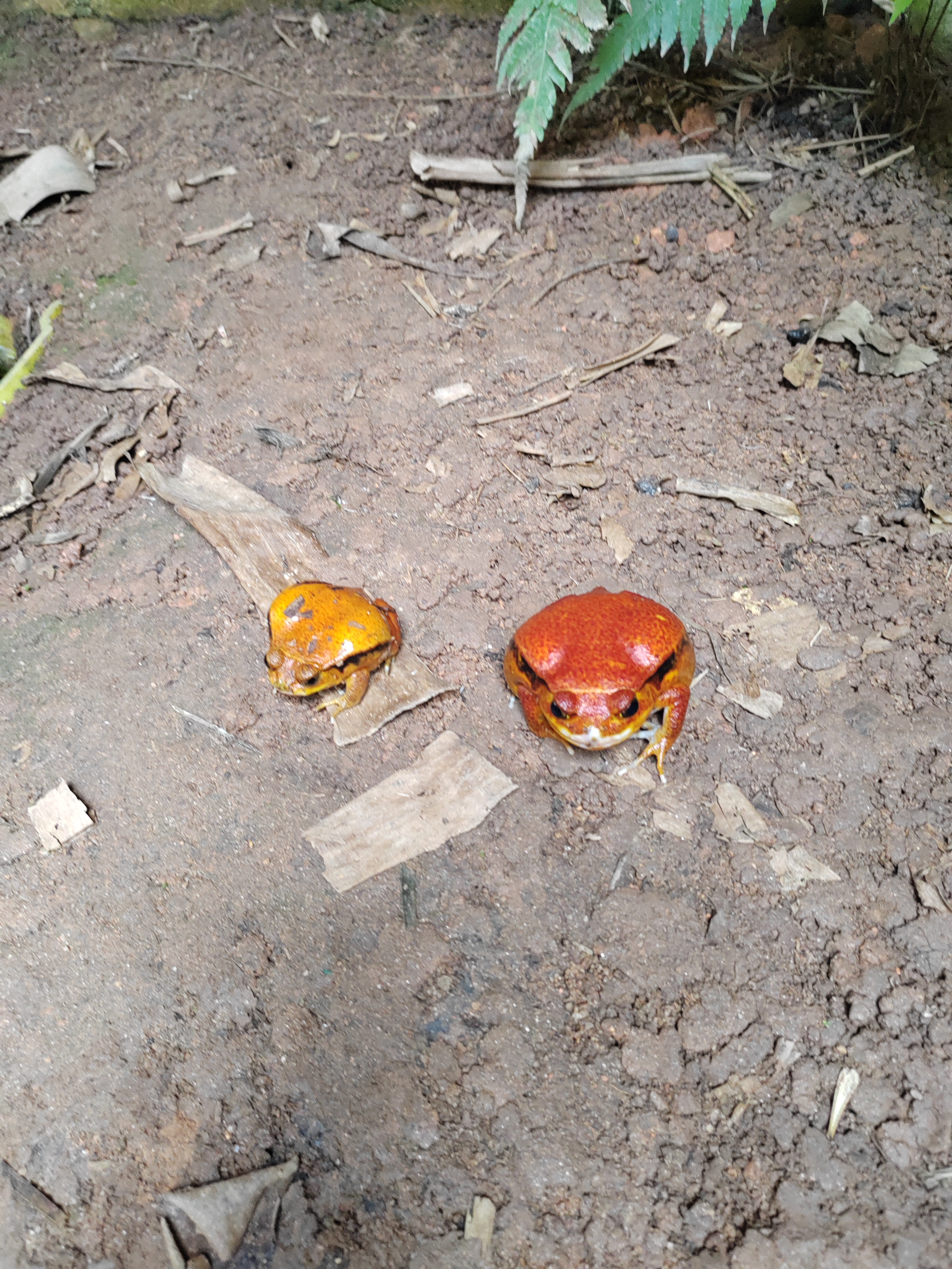 Мадагаскар: приключения на зелёном острове! Внутренние рейсы включены! (52/333)