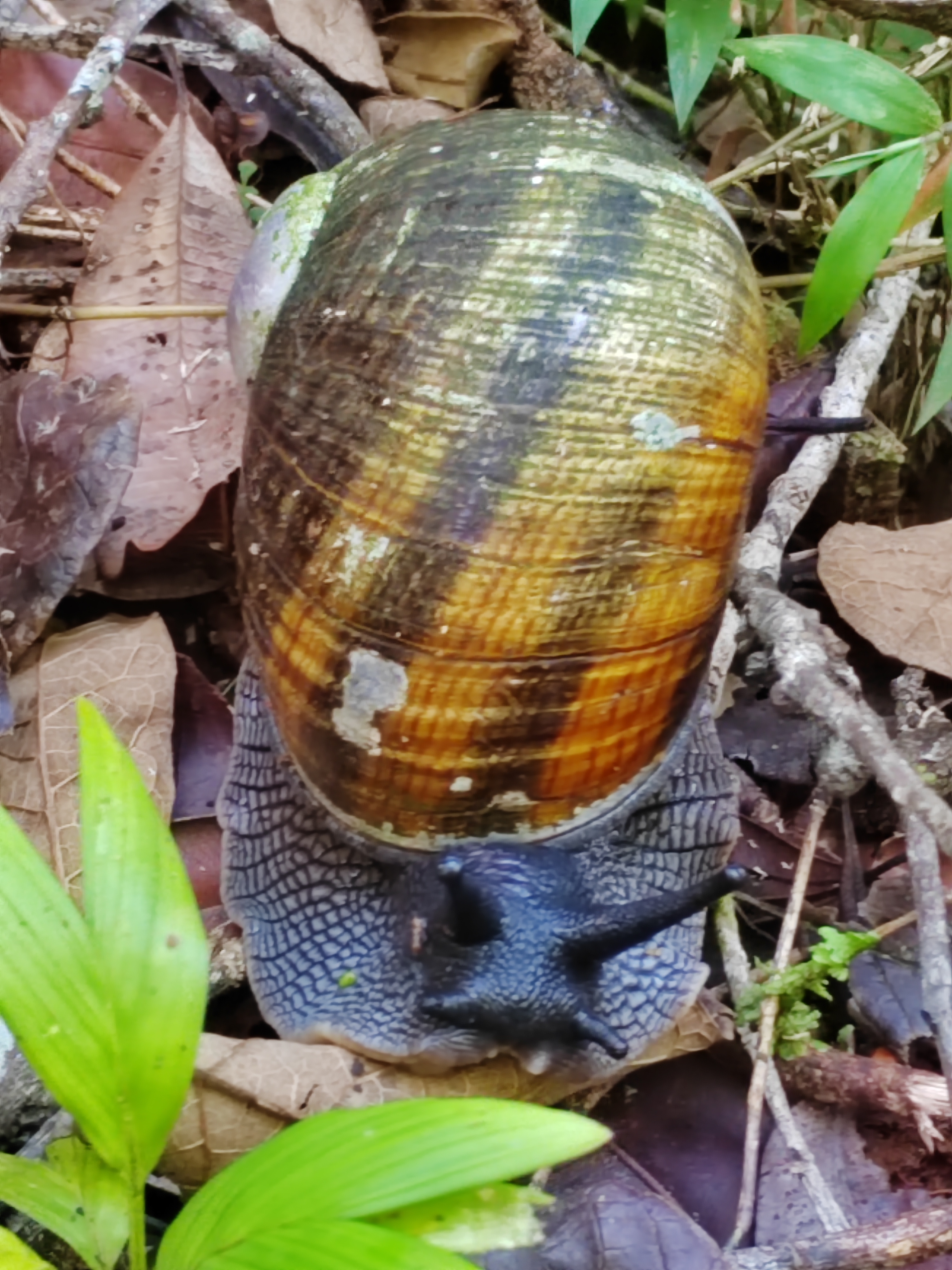 Мадагаскар: приключения на зелёном острове! Внутренние рейсы включены! (92/333)