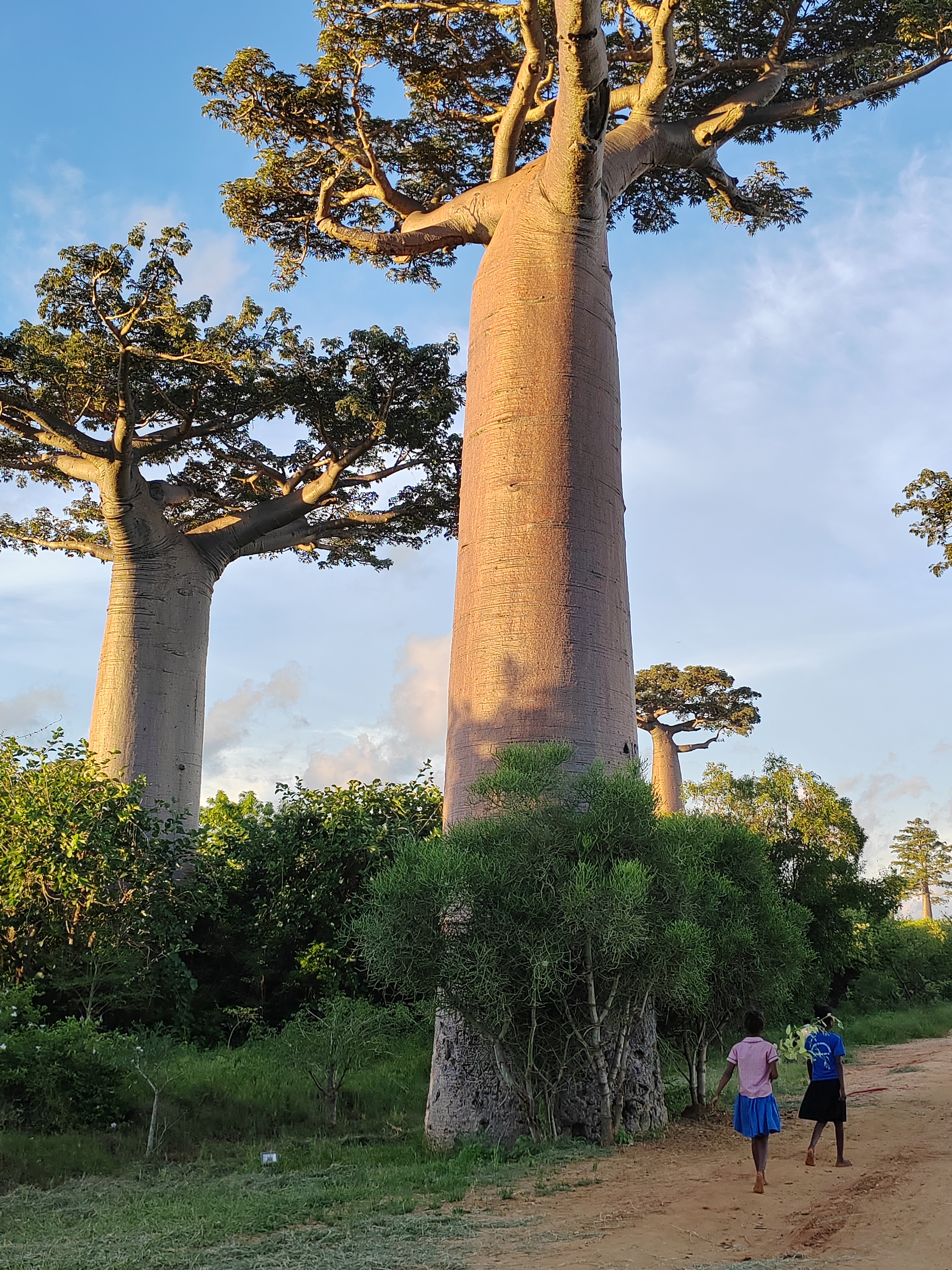 Мадагаскар: приключения на зелёном острове! Внутренние рейсы включены! (192/333)