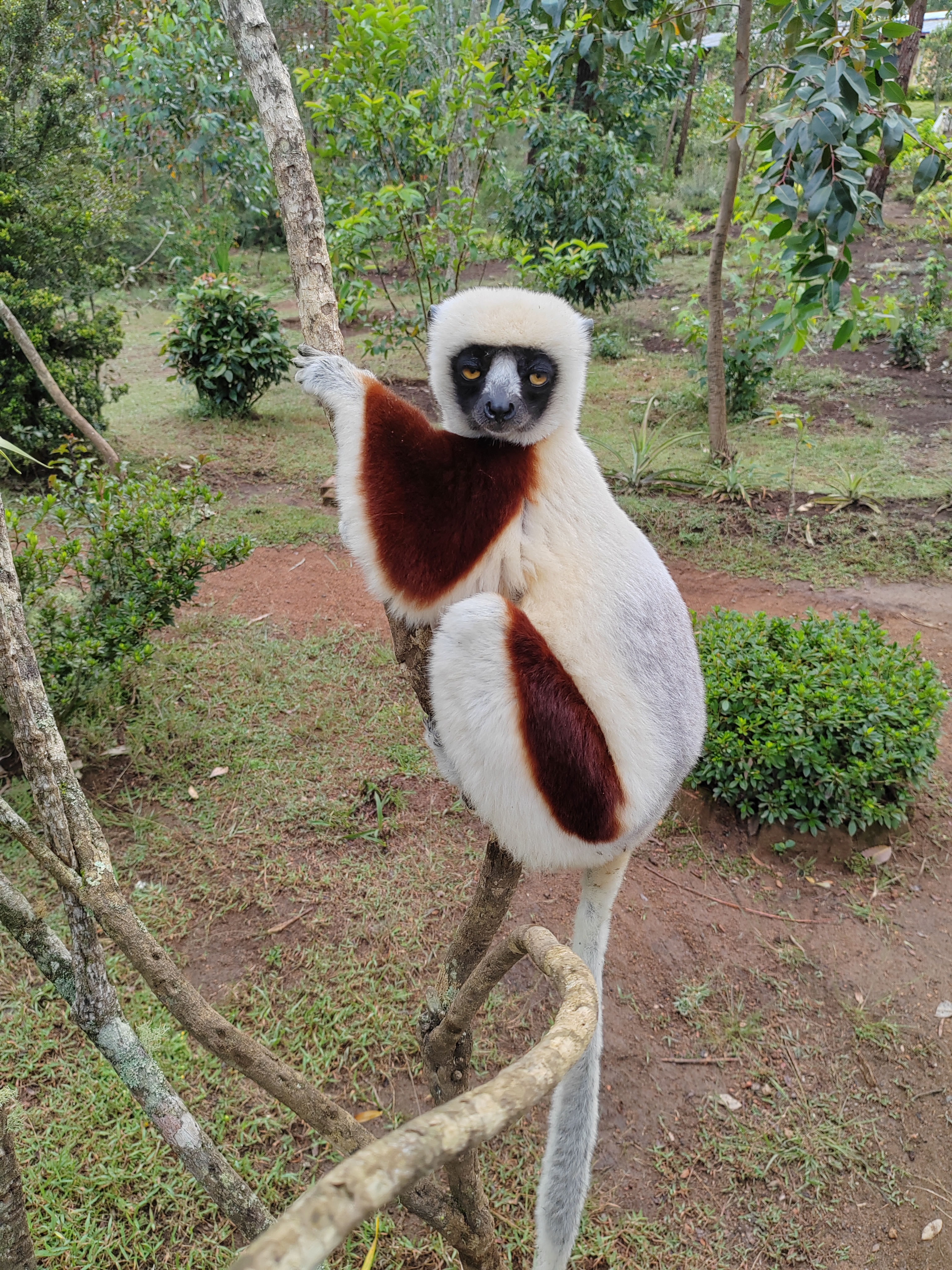 Мадагаскар: приключения на зелёном острове! Внутренние рейсы включены! (7/333)
