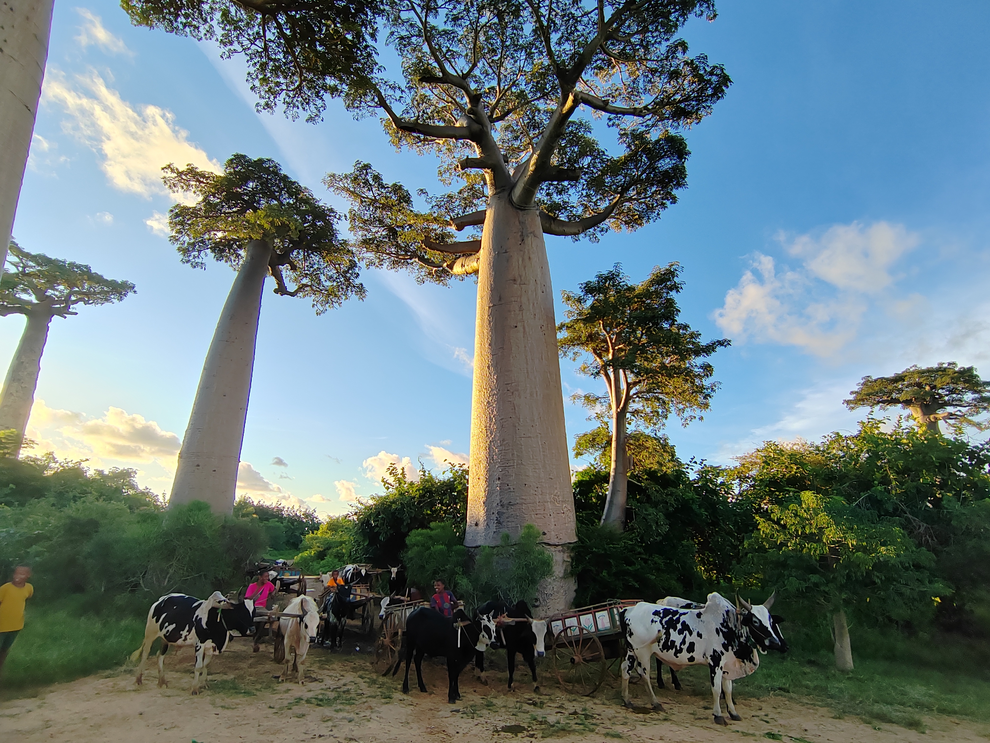 Мадагаскар: приключения на зелёном острове! Внутренние рейсы включены! (184/333)