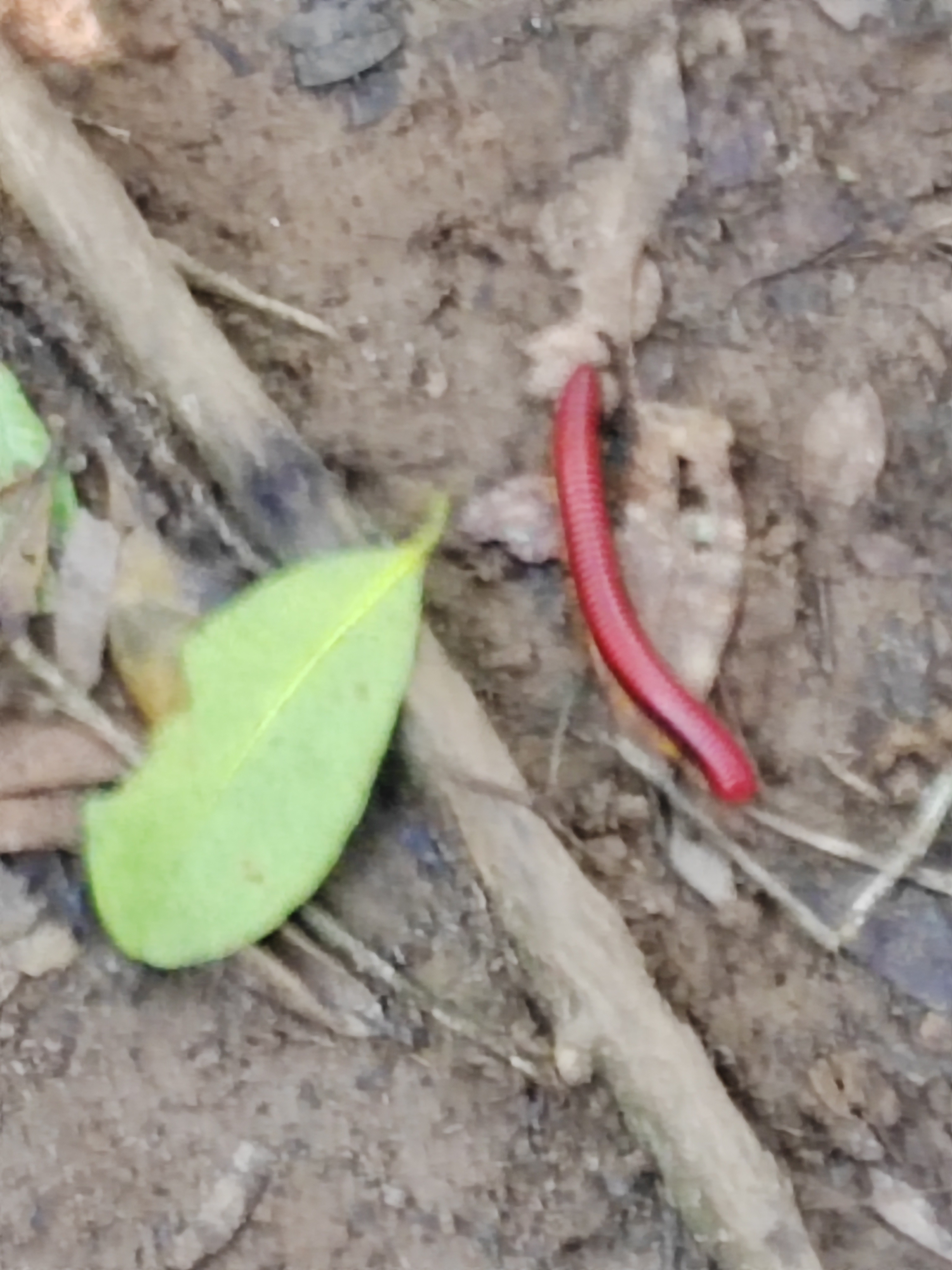 Мадагаскар: приключения на зелёном острове! Внутренние рейсы включены! (96/333)