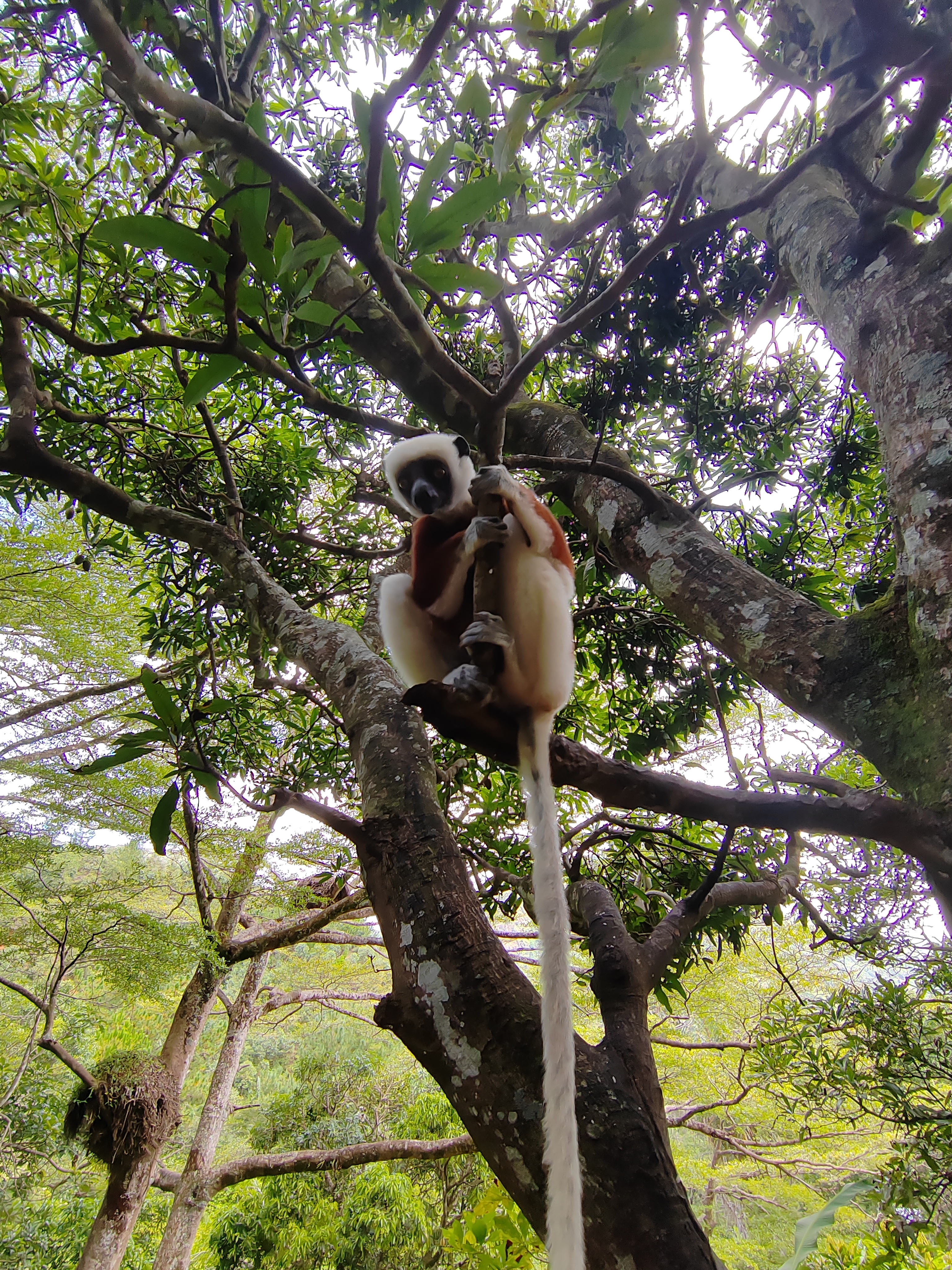 Мадагаскар: приключения на зелёном острове! Внутренние рейсы включены! (27/333)