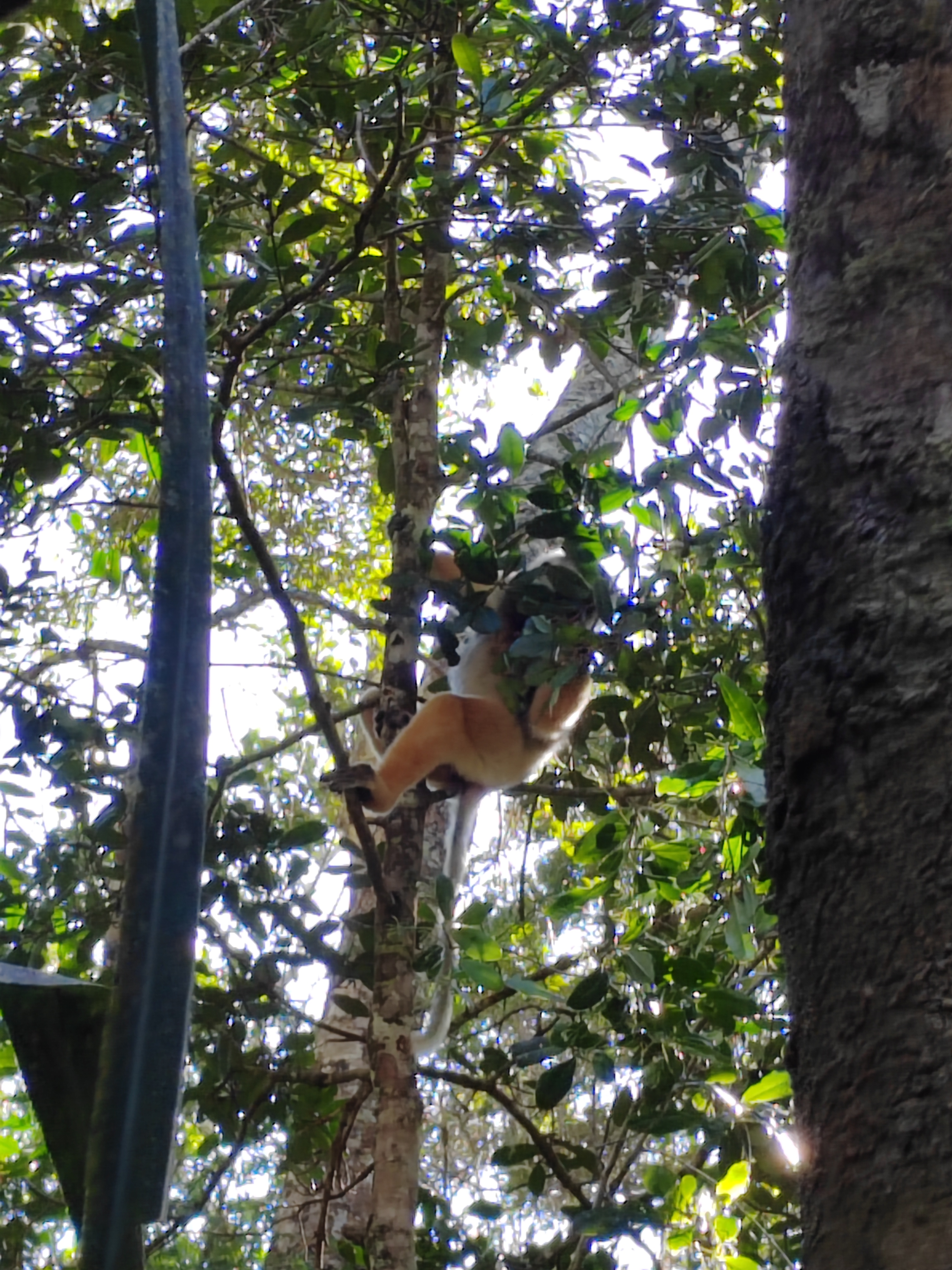 Мадагаскар: приключения на зелёном острове! Внутренние рейсы включены! (90/333)
