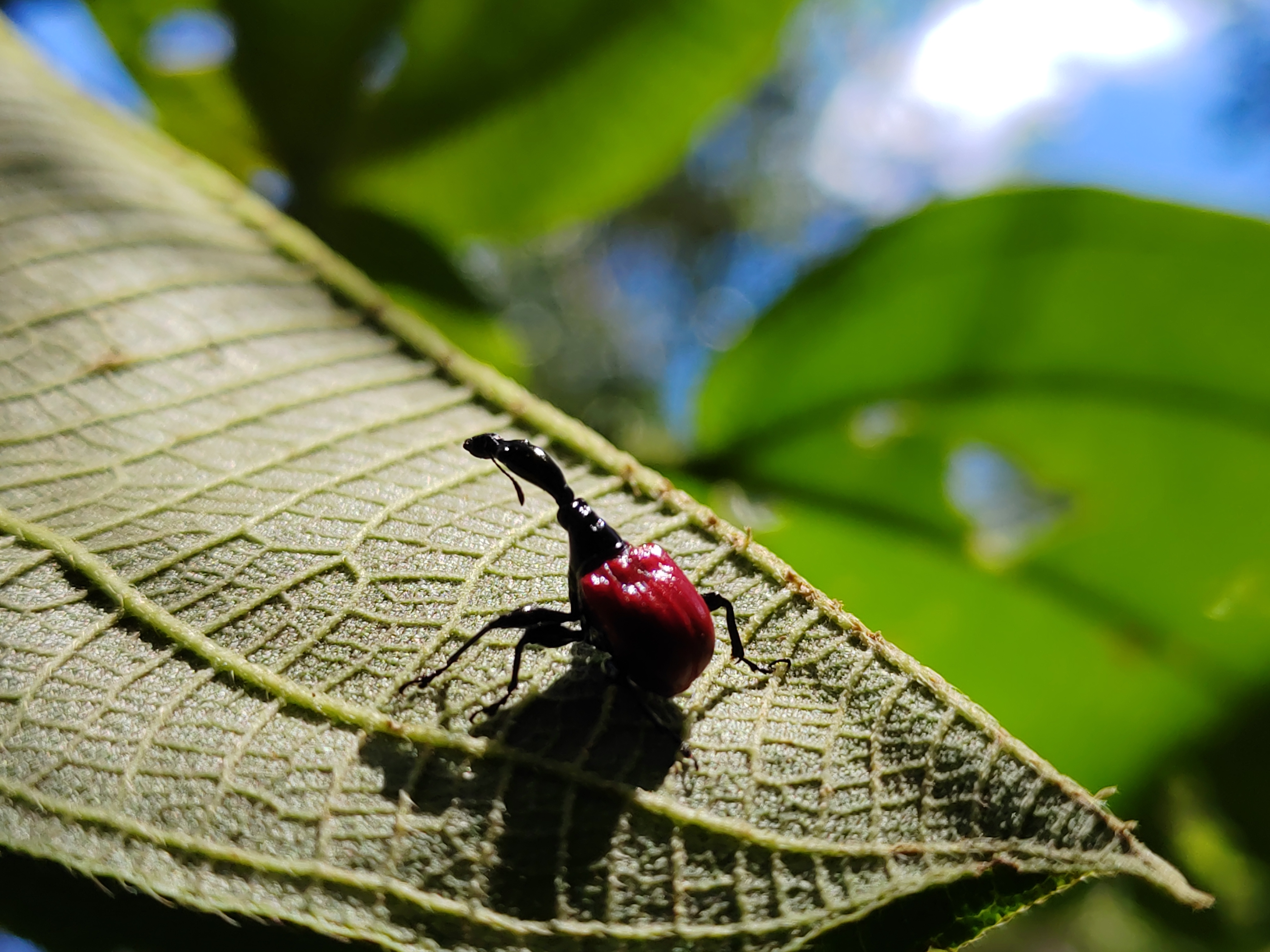 Мадагаскар: приключения на зелёном острове! Внутренние рейсы включены! (69/333)