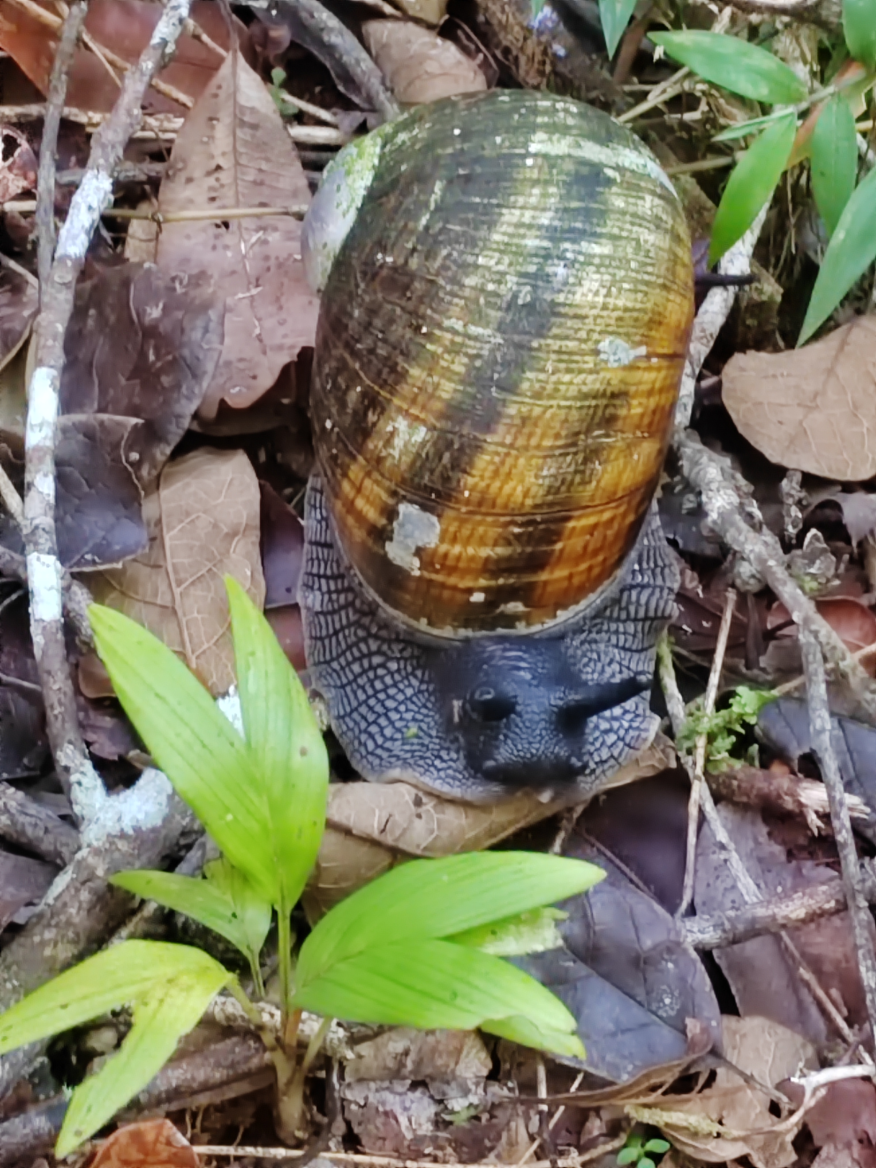 Мадагаскар: приключения на зелёном острове! Внутренние рейсы включены! (91/333)
