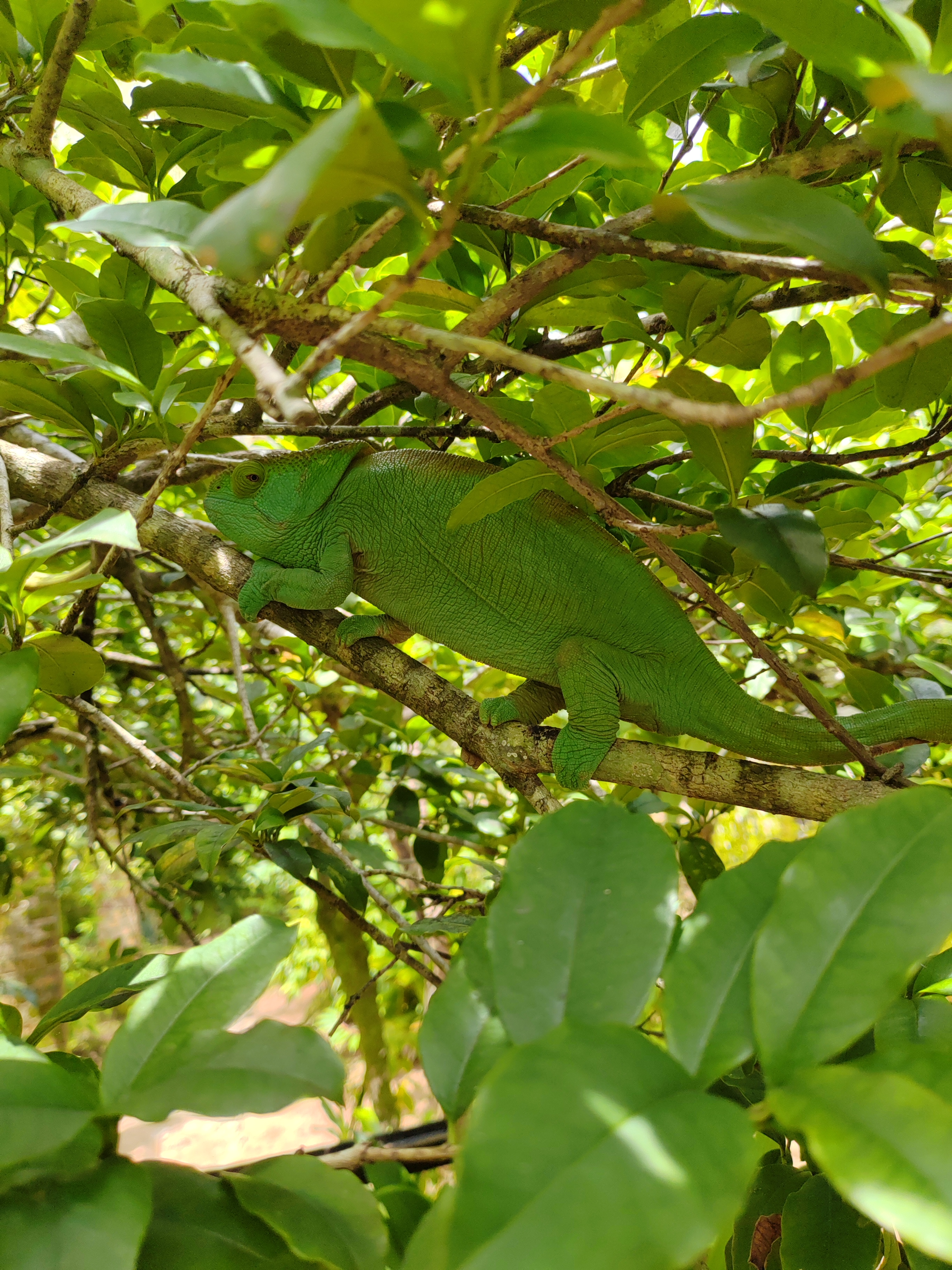 Мадагаскар: приключения на зелёном острове! Внутренние рейсы включены! (62/333)