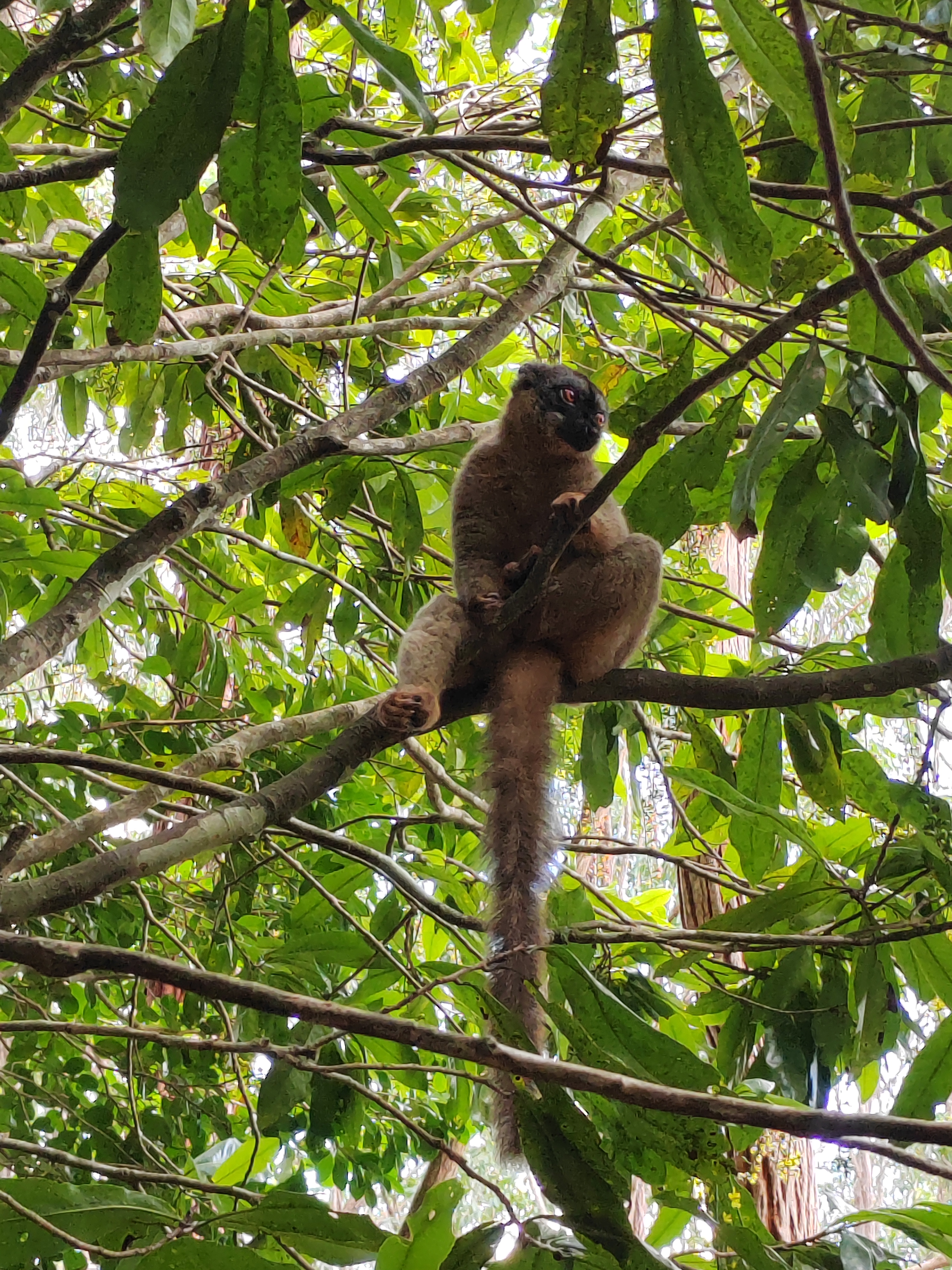 Мадагаскар: приключения на зелёном острове! Внутренние рейсы включены! (64/333)