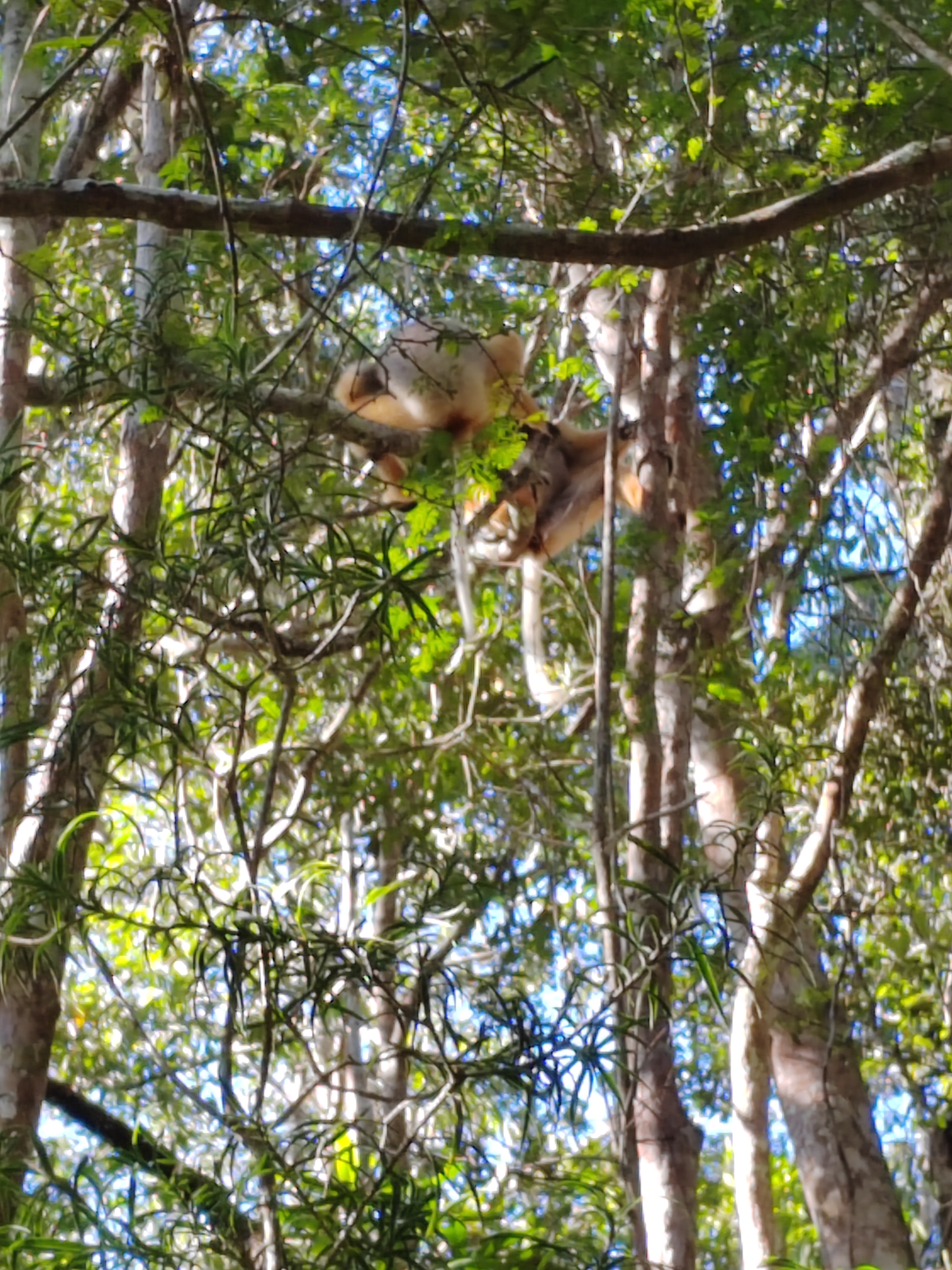 Мадагаскар: приключения на зелёном острове! Внутренние рейсы включены! (87/333)