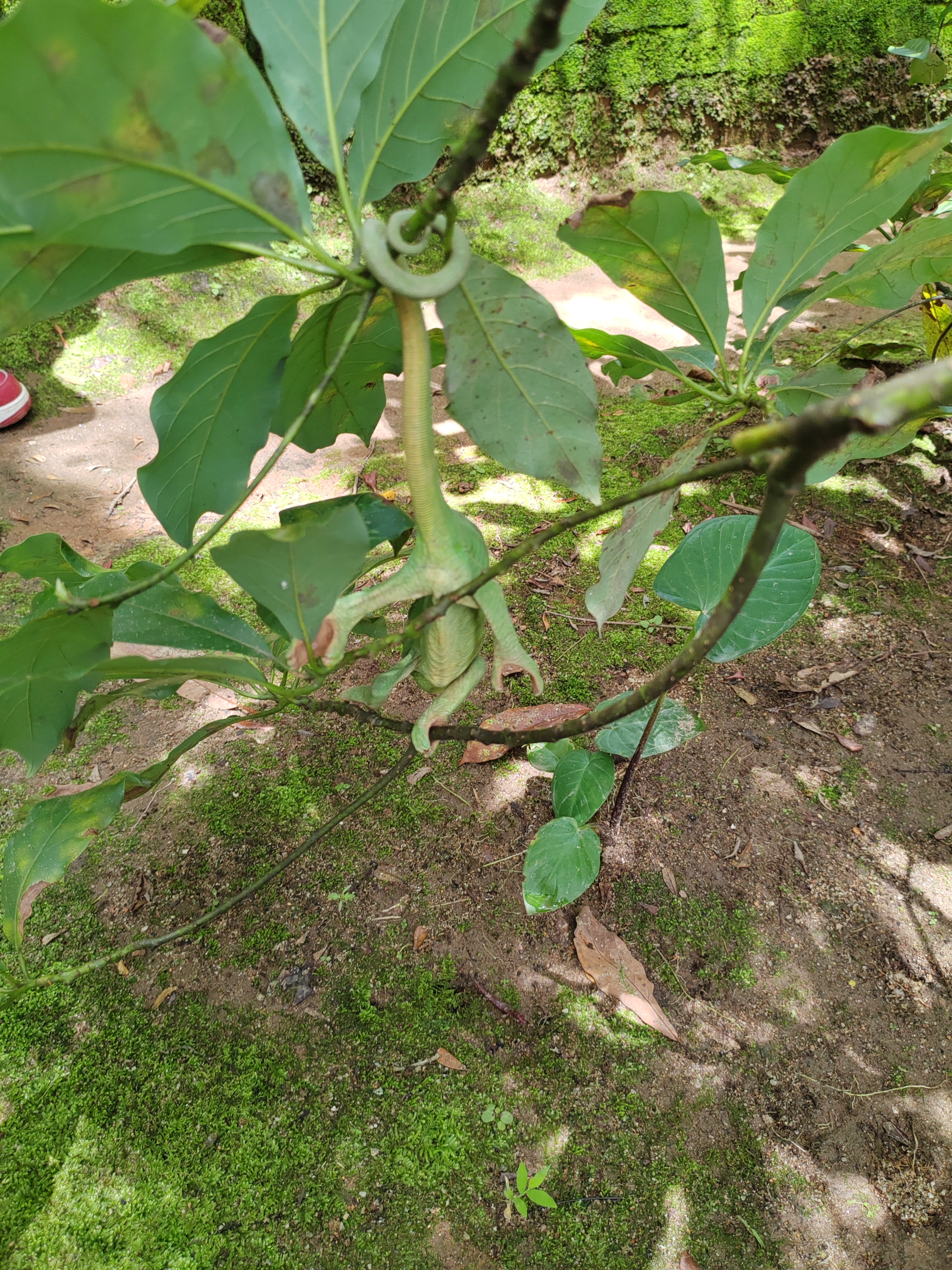 Мадагаскар: приключения на зелёном острове! Внутренние рейсы включены! (49/333)