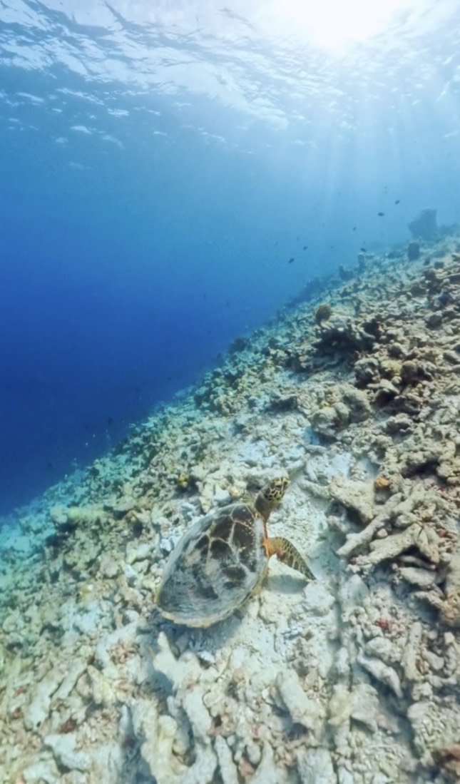 Приключения на острове Фуладу! Три острова! (3/33)