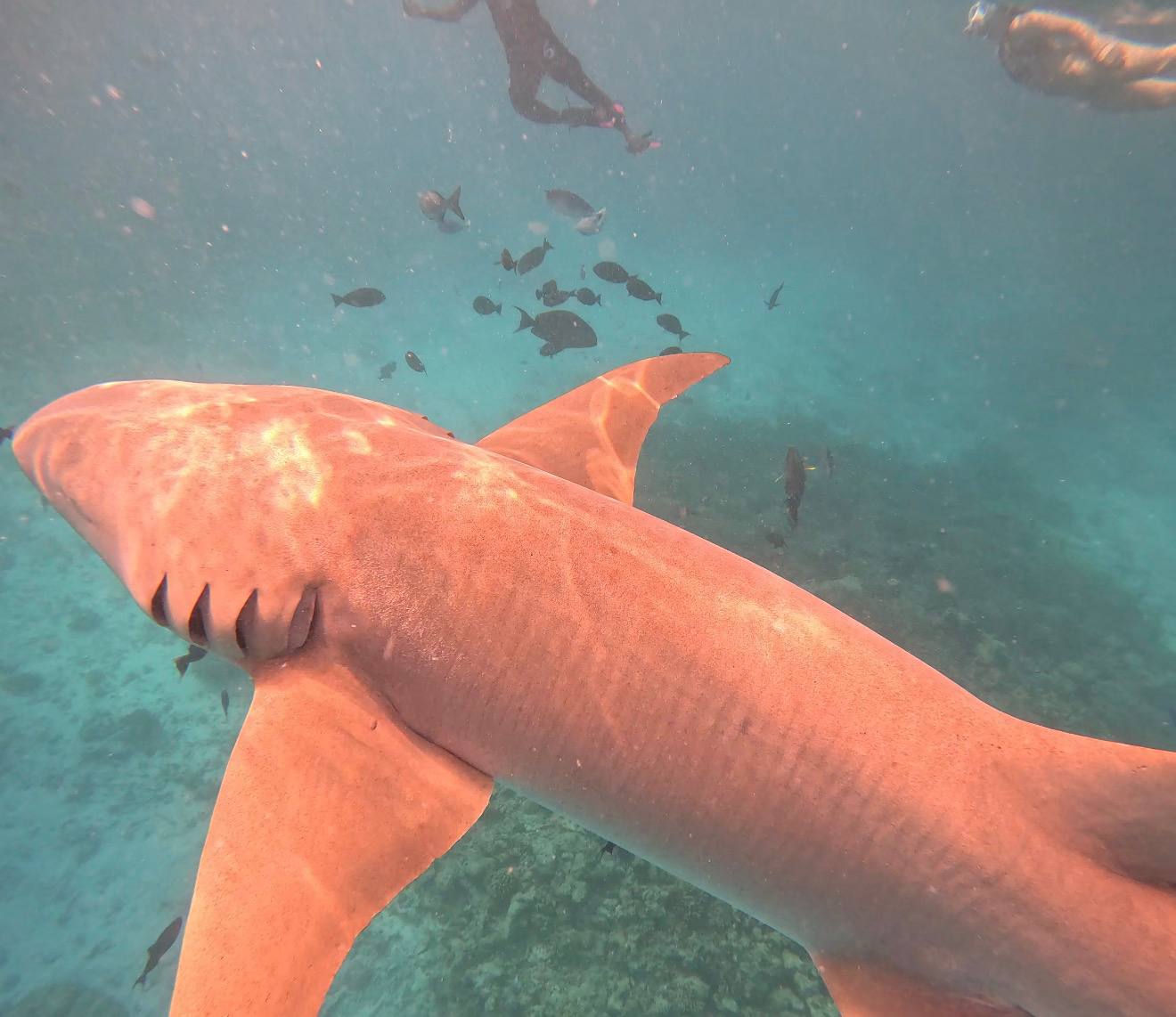 Йога-тур на Мальдивах (31/46)