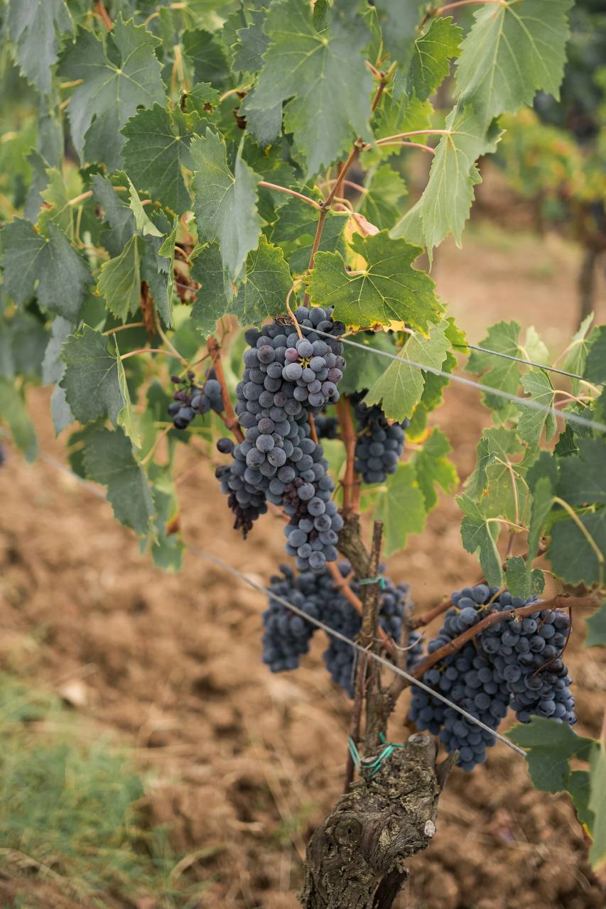 Романтический тур в Тоскану Все Включено! (9/17)