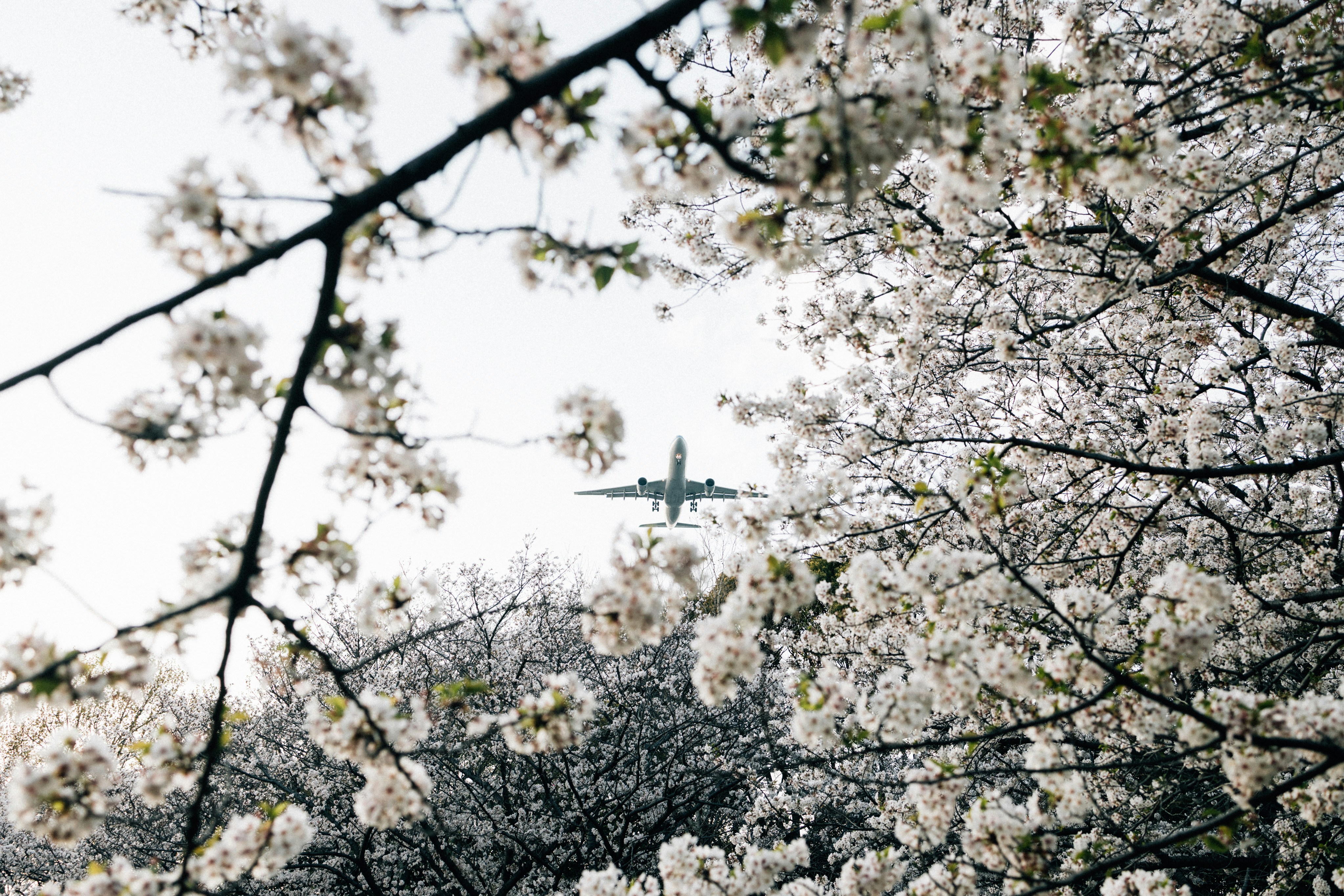 Большое японское путешествие на минивэне: Токио-Фудзи-Киото-Нара-Осака+Кобе (37/37)