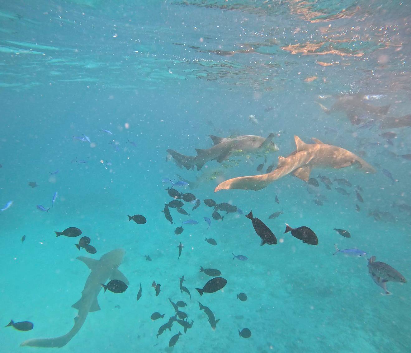 Йога-тур на Мальдивах (32/46)