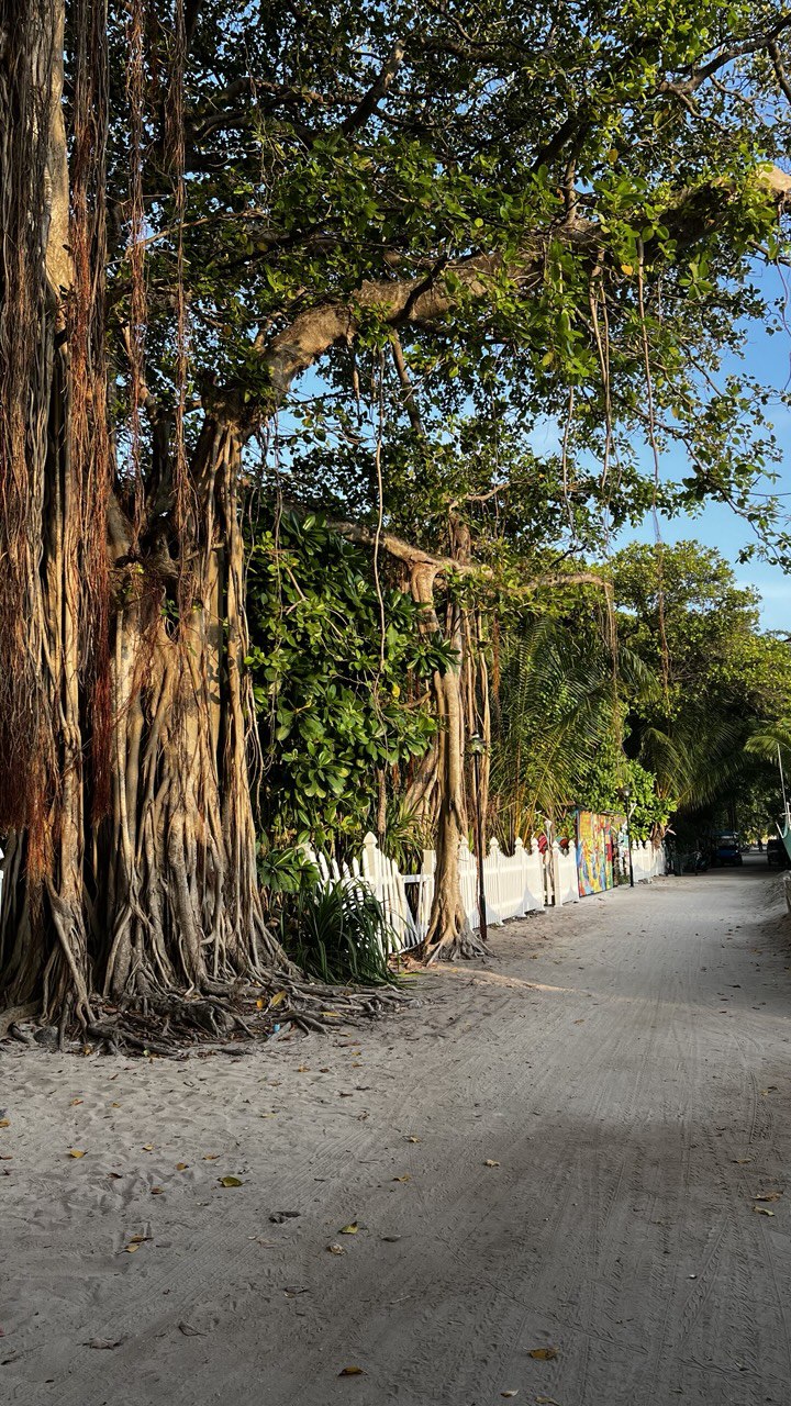 Йога-тур на Мальдивах (25/46)