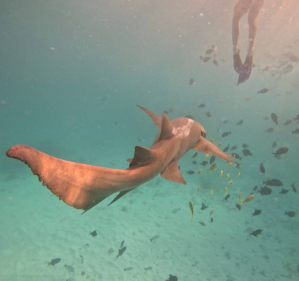 Йога-тур на Мальдивах (30/46)