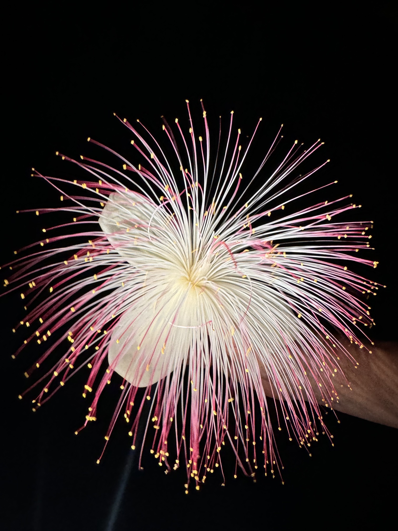 Приключения на острове Фуладу! Три острова! (24/33)