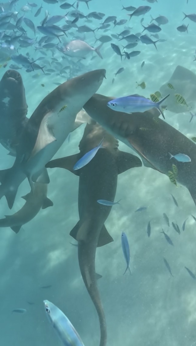 Приключения на острове Фуладу! Три острова! (15/33)