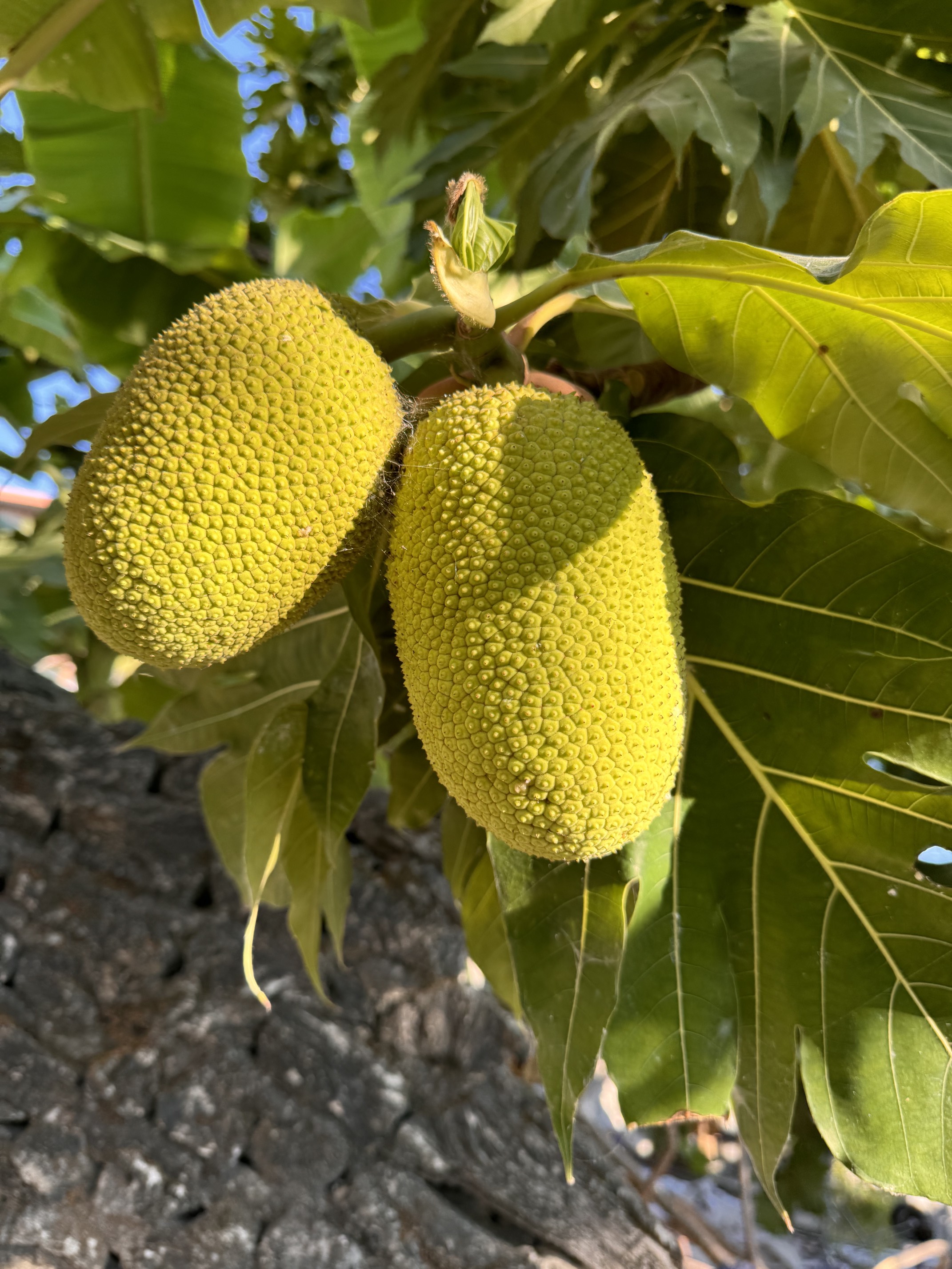 Приключения на острове Фуладу! Три острова! (7/33)