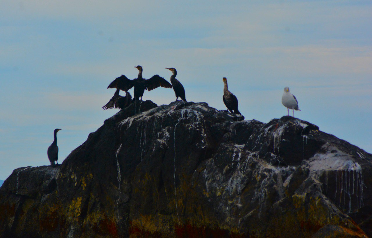 Экскурсия 6 островов: морская одиссея по островам архипелага Императрицы Евгении (3/18)