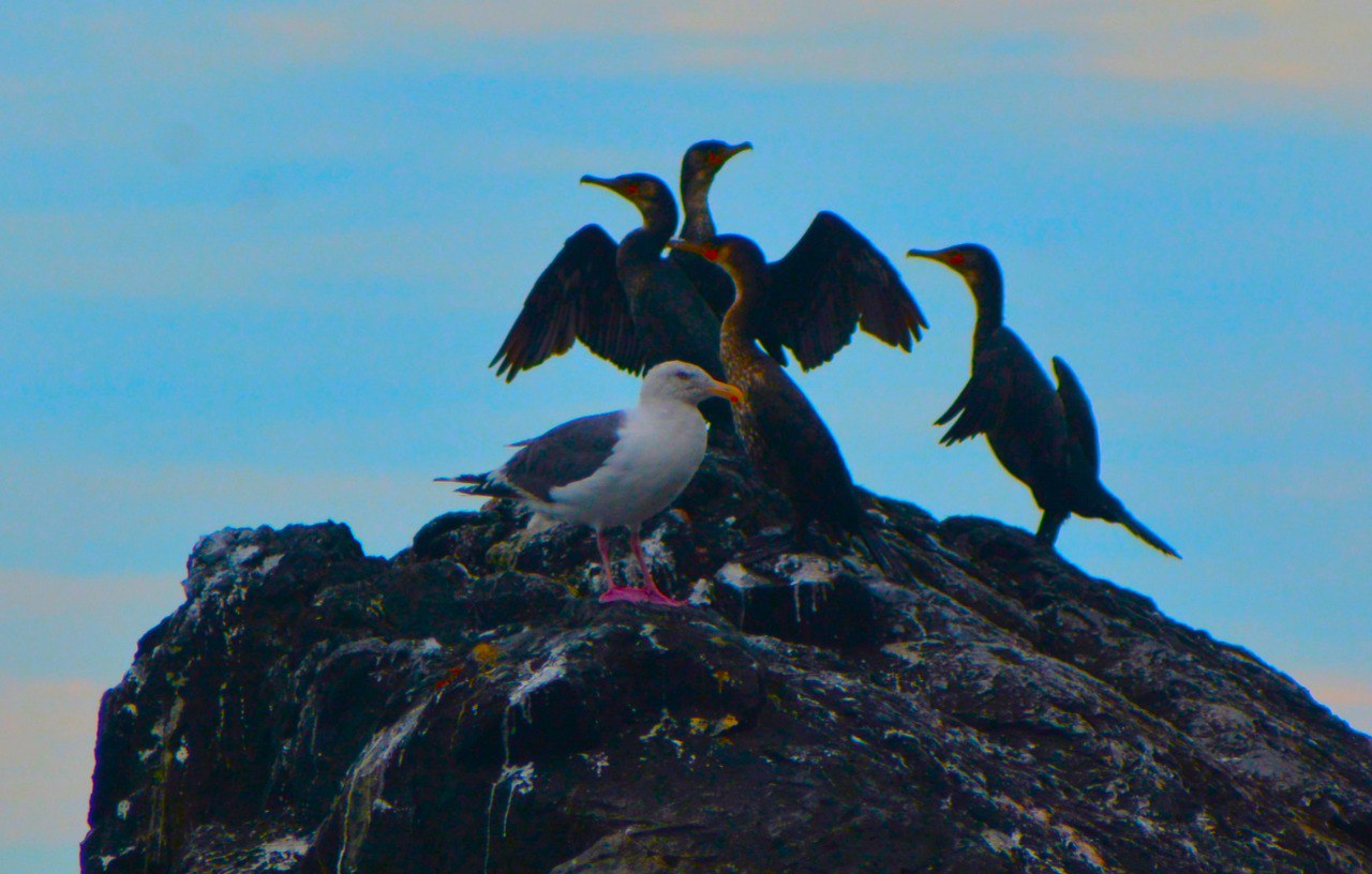 Экскурсия 6 островов: морская одиссея по островам архипелага Императрицы Евгении (4/18)