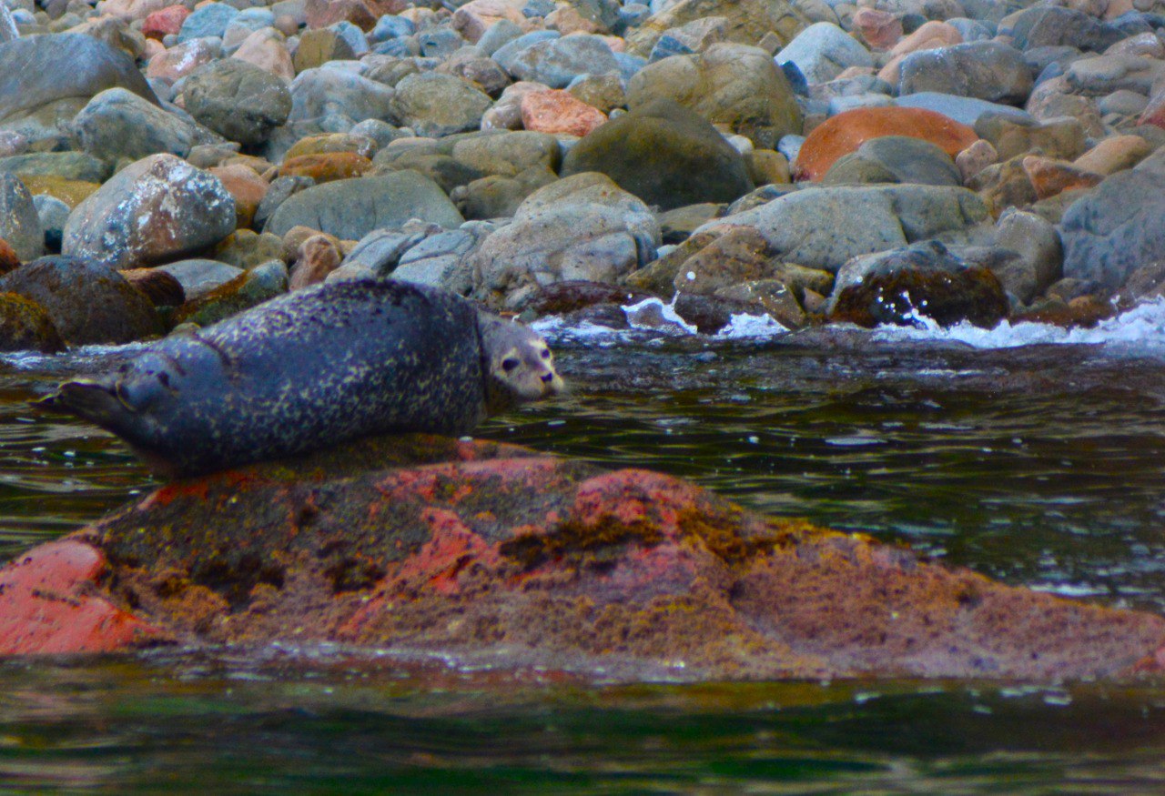 Экскурсия 6 островов: морская одиссея по островам архипелага Императрицы Евгении (8/18)