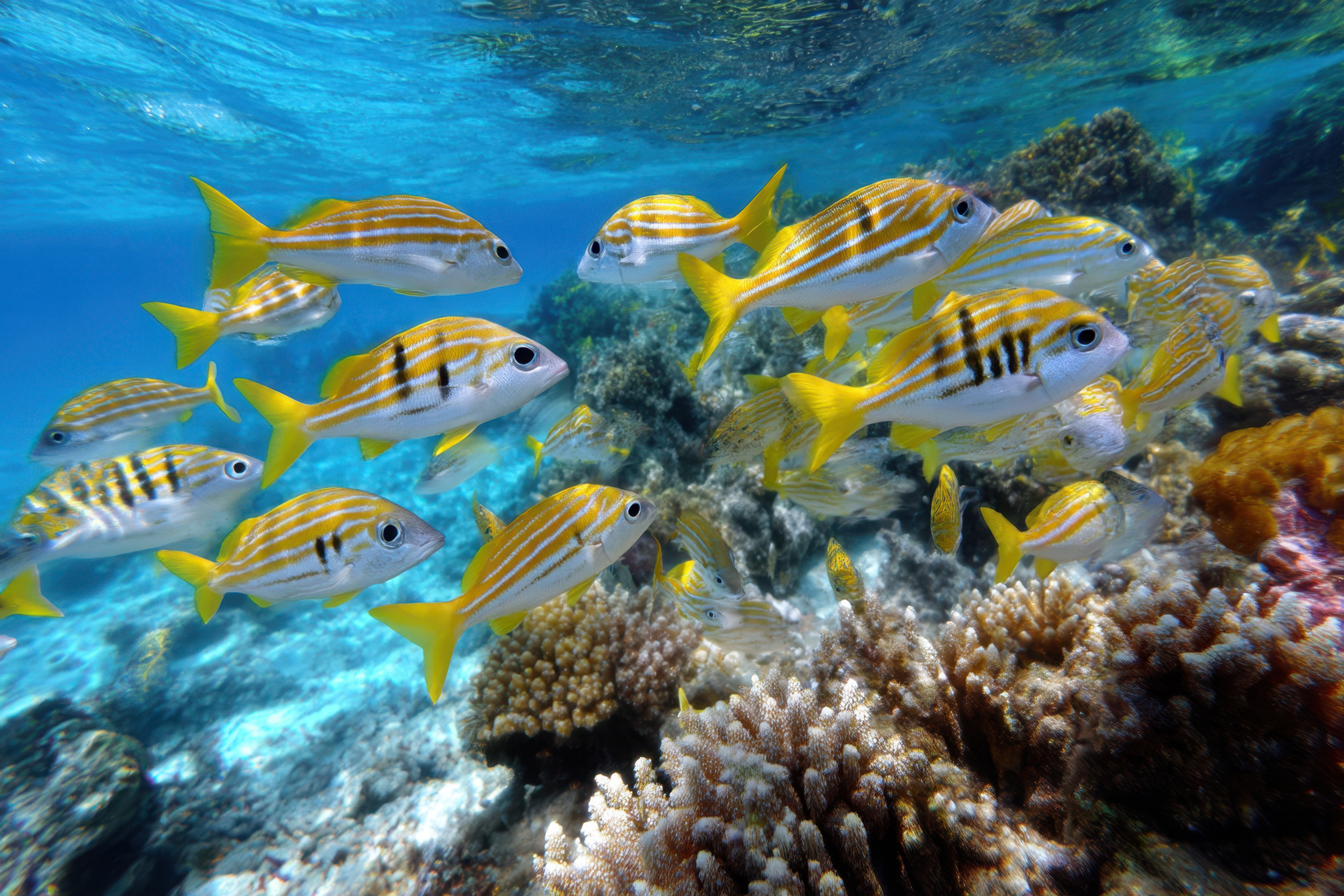 Магия Мальдив: девичник на вилле с бассейном! (24/36)