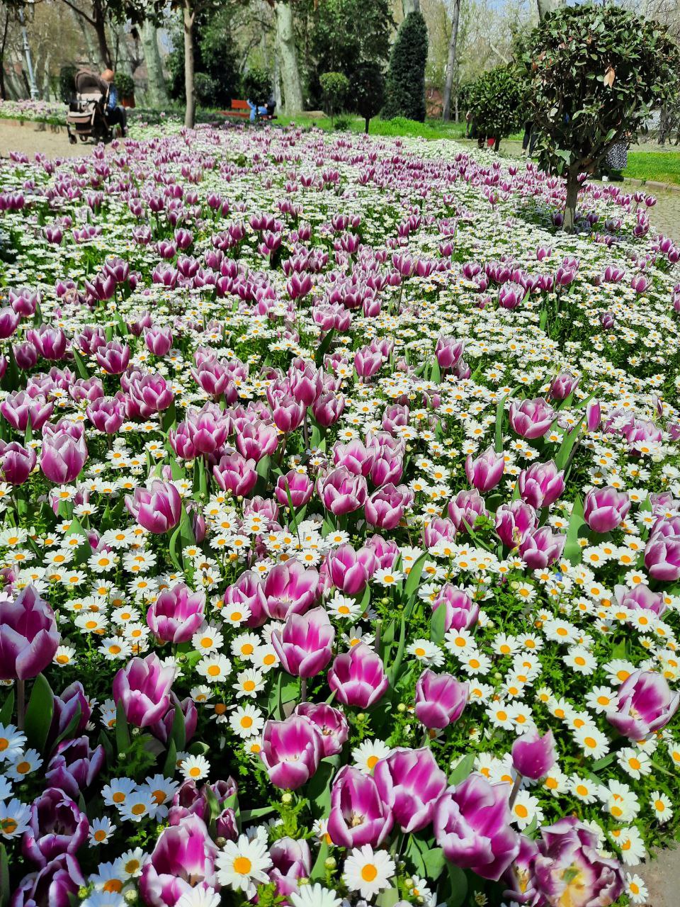 В плену тюльпанов Стамбула+яхта+принцевы острова (12/22)