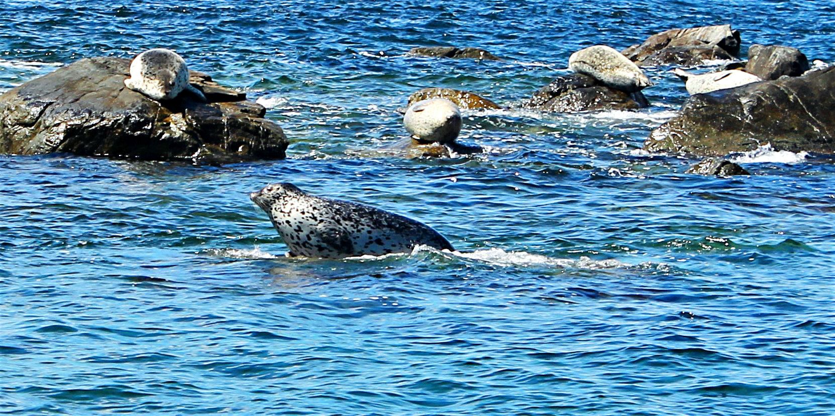 Морская экскурсия Полуостров Гамова + отдых на пляже - маяк, сосны и ларги (10/13)